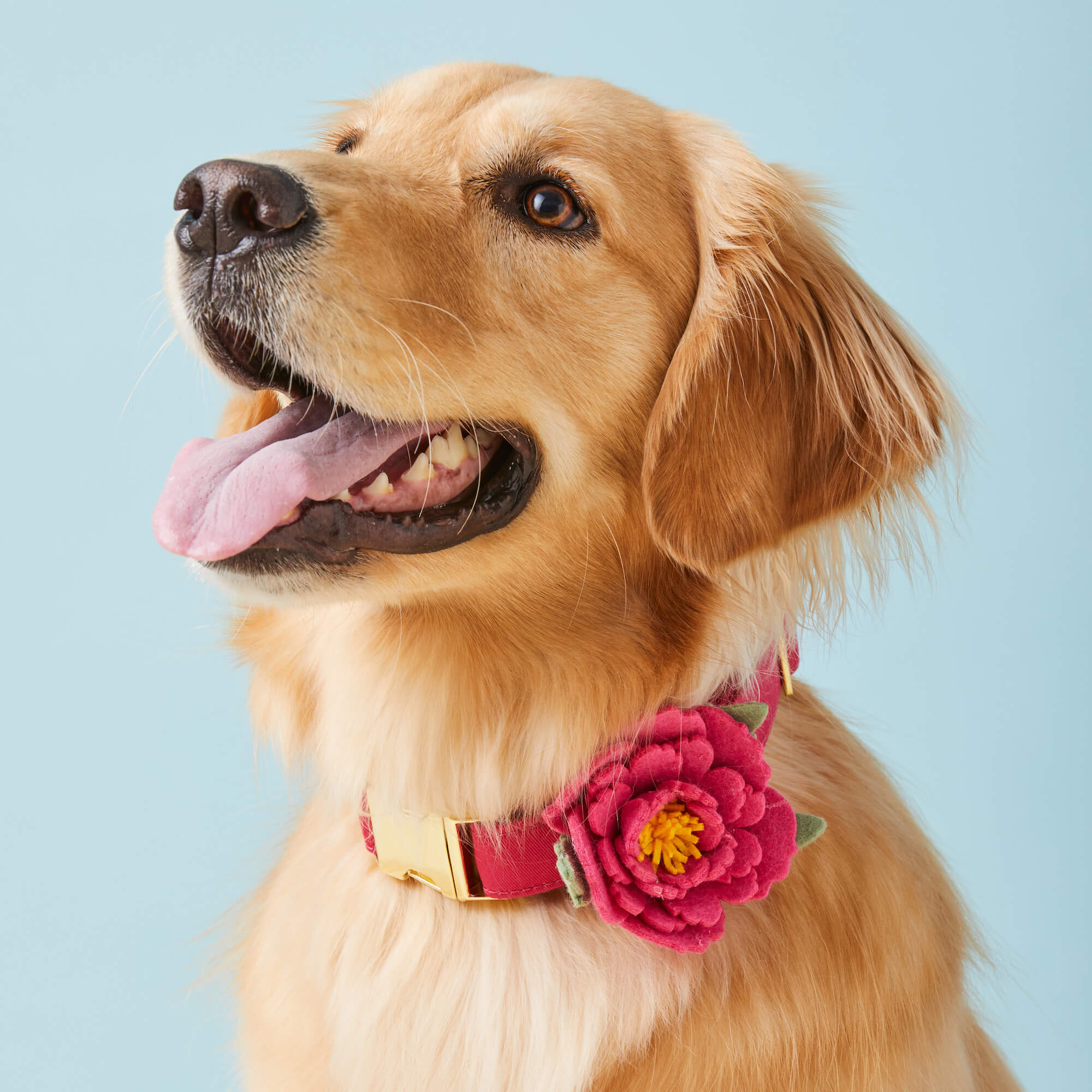 Hot Pink Peony Dog Collar Flower - Image 4