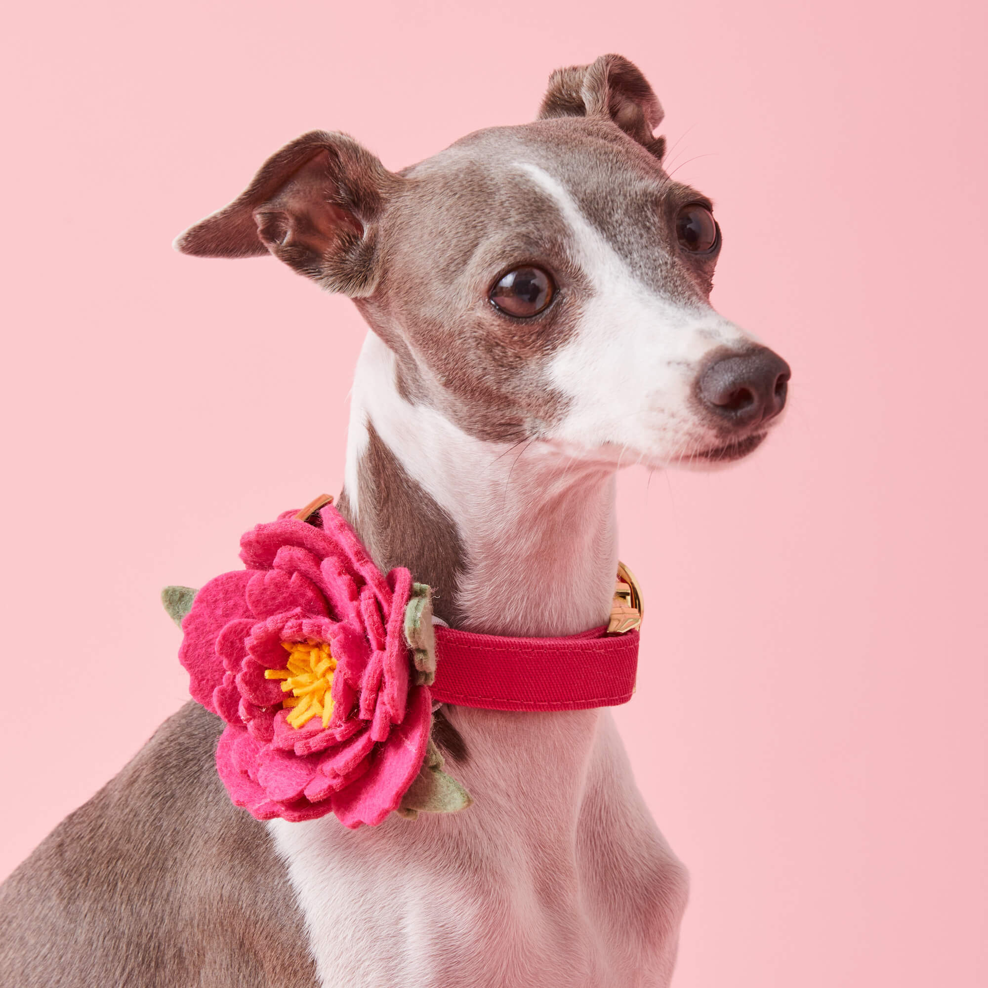 Hot Pink Peony Dog Collar Flower - Image 5