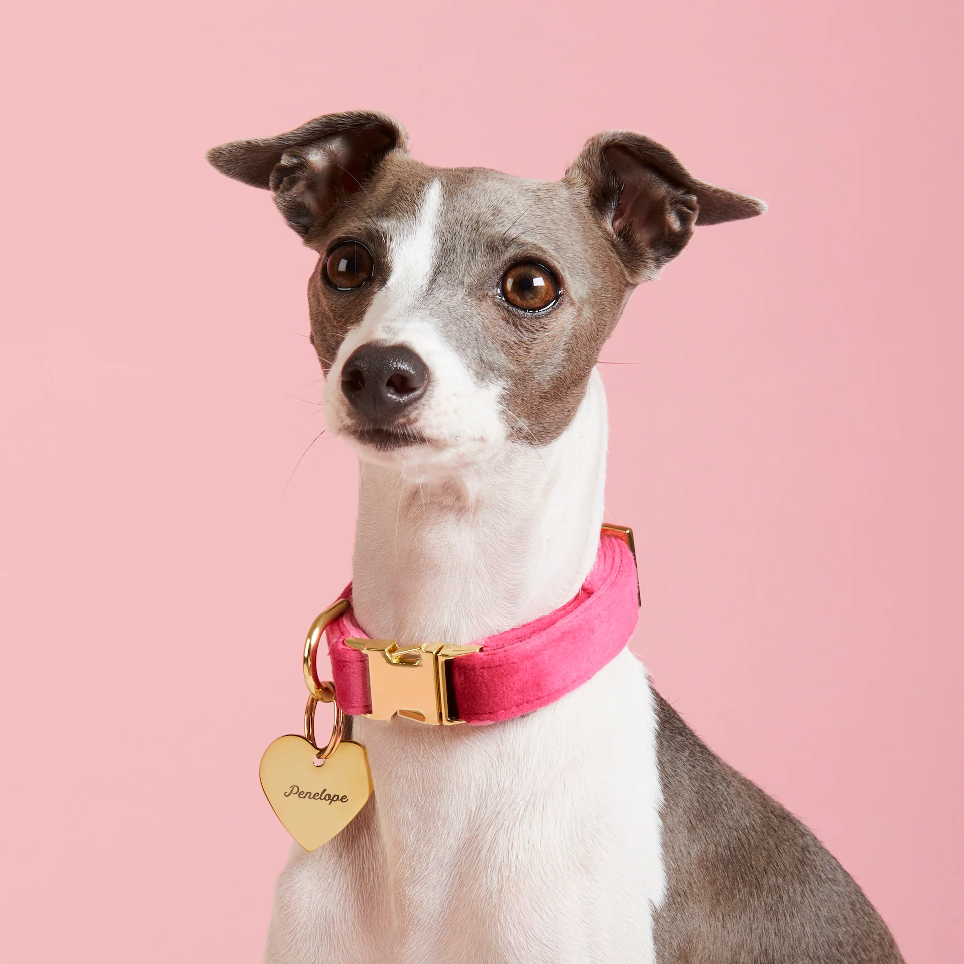 Hot Pink Velvet Dog Collar - Image 5