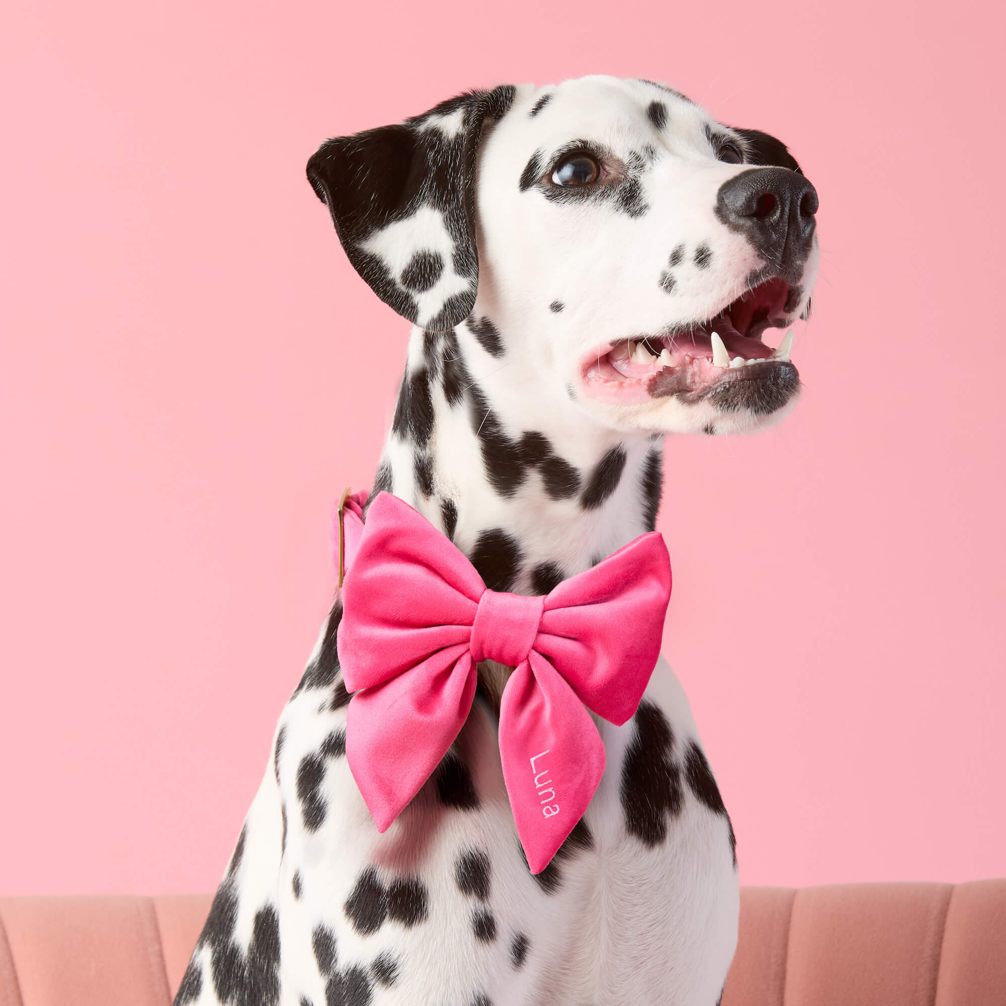 Hot Pink Velvet Lady Dog Bow - Image 4