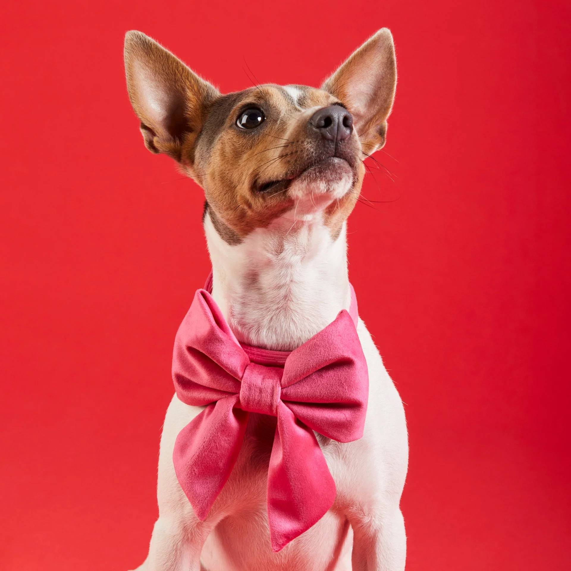 Hot Pink Velvet Lady Dog Bow - Image 5