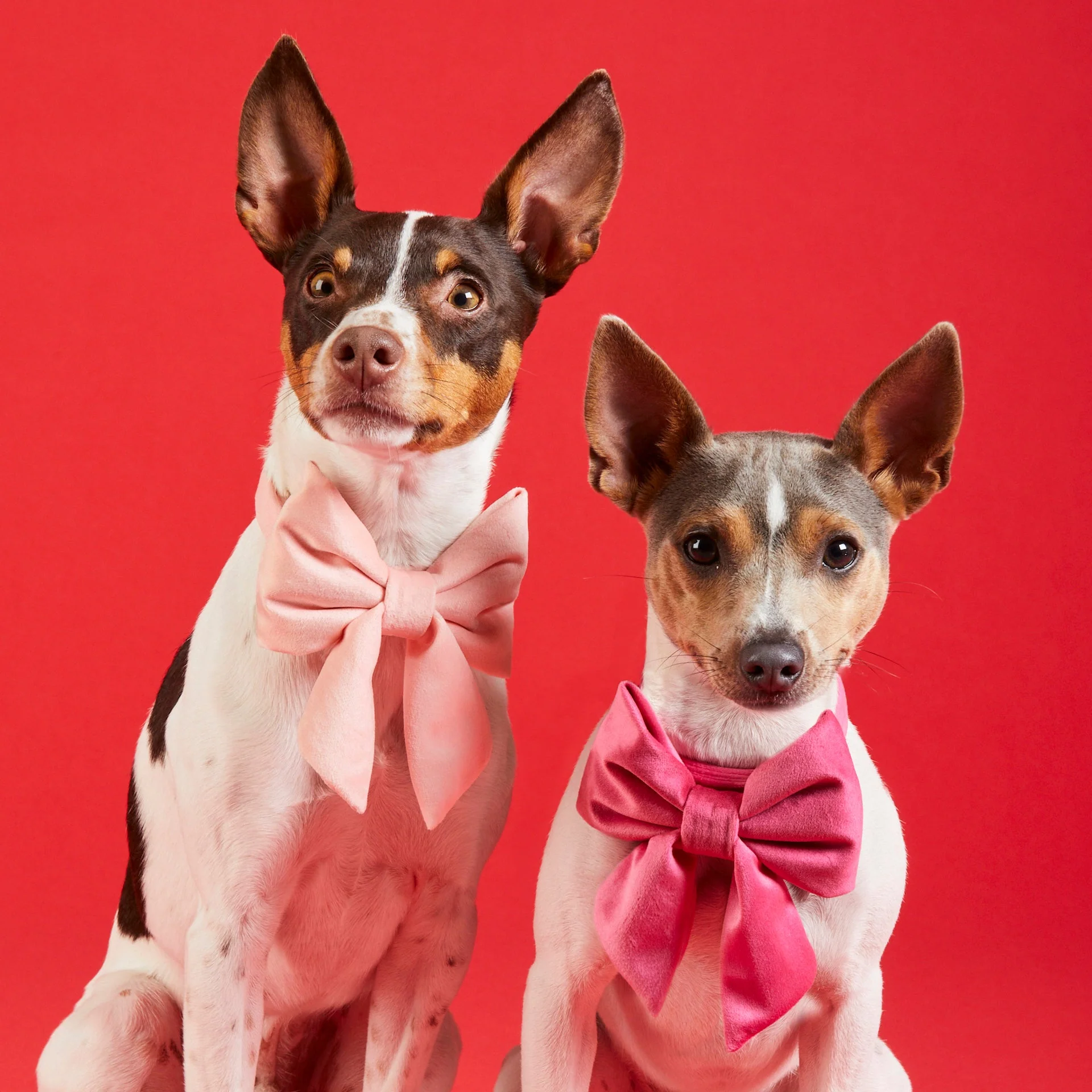 Hot Pink Velvet Lady Dog Bow - Image 8