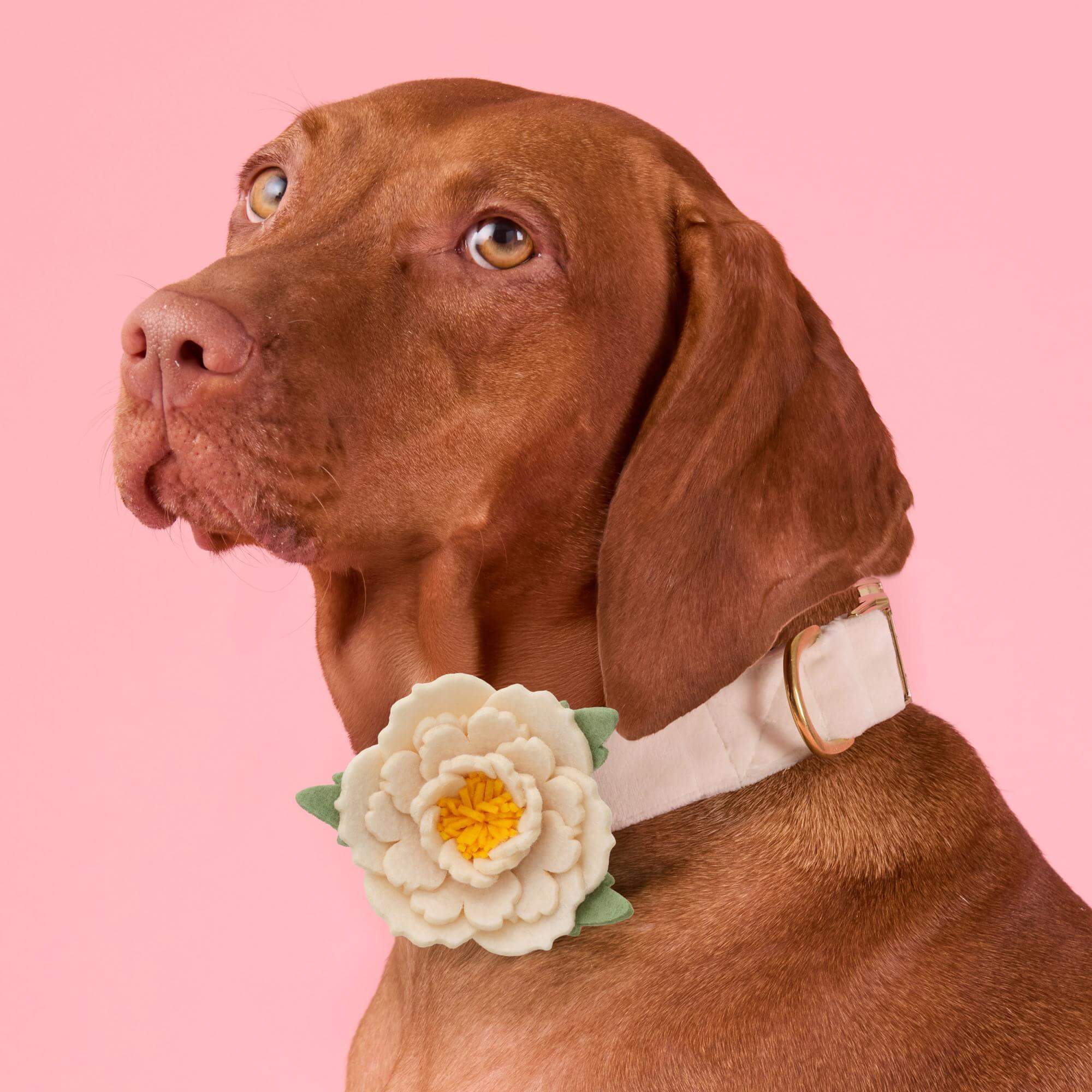Ivory Peony Dog Collar Flower - Image 4