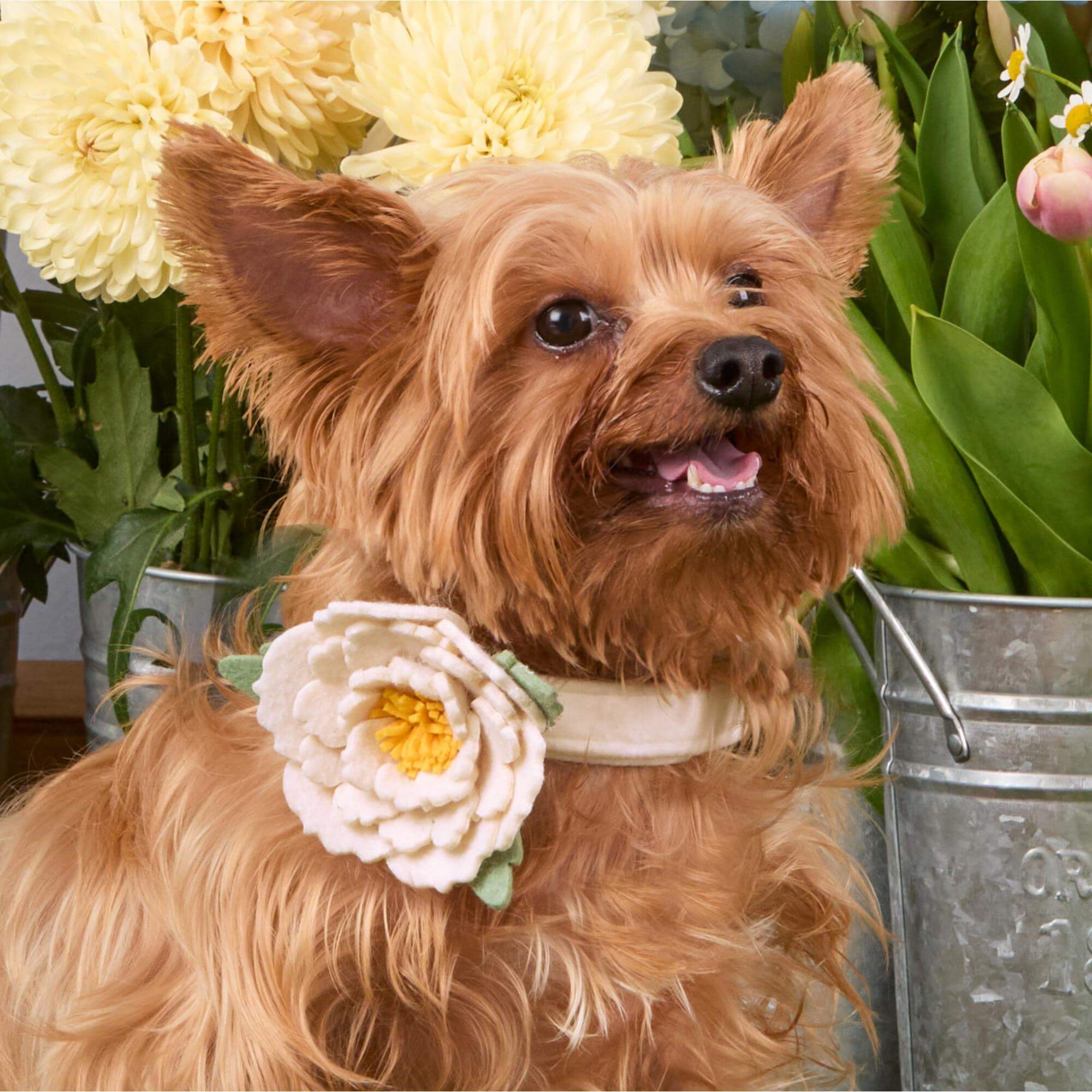 Ivory Peony Dog Collar Flower Set - Image 4