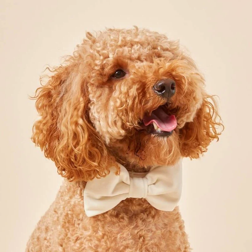 Ivory Velvet Dog Bow Tie - Image 3
