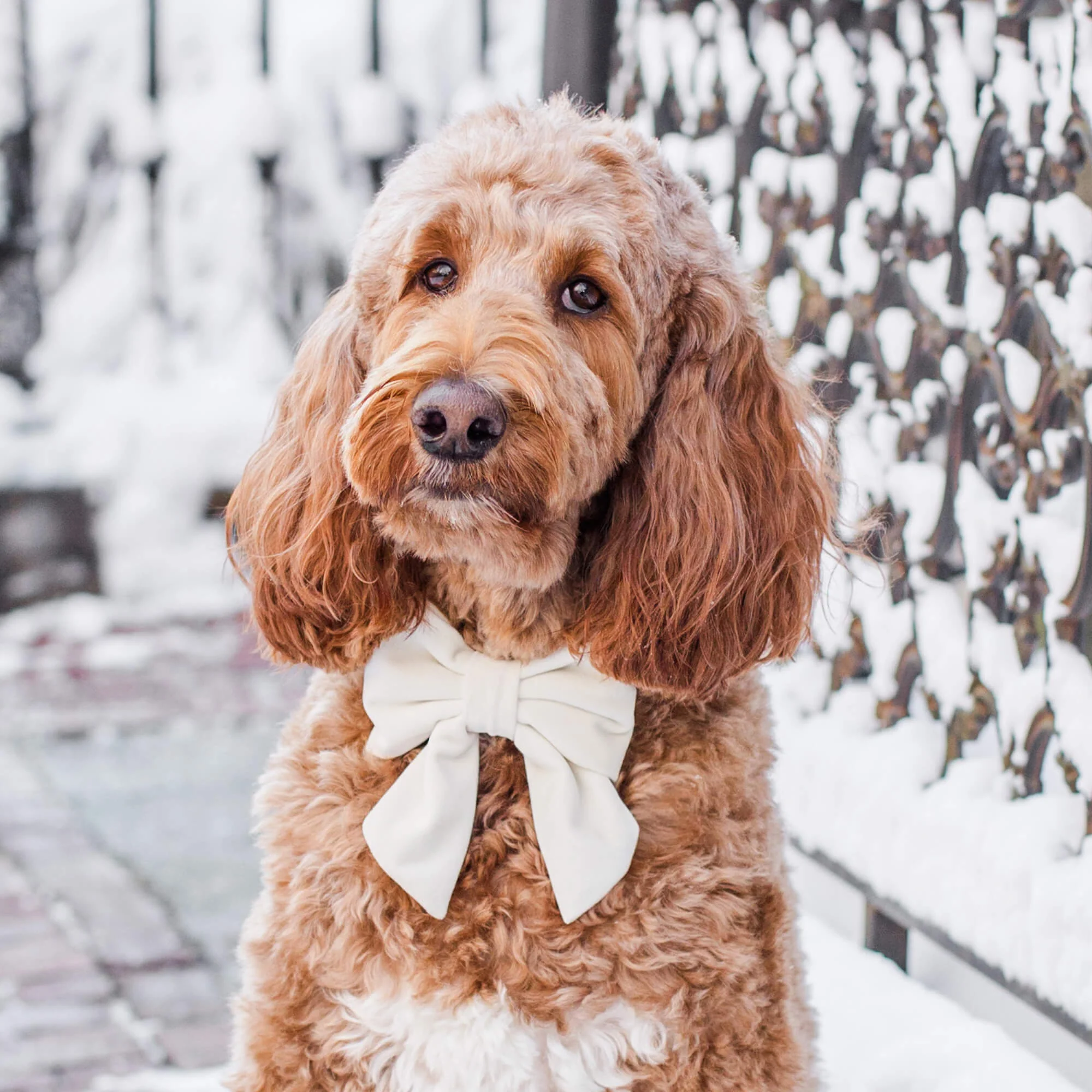 Ivory Velvet Lady Dog Bow - Image 6