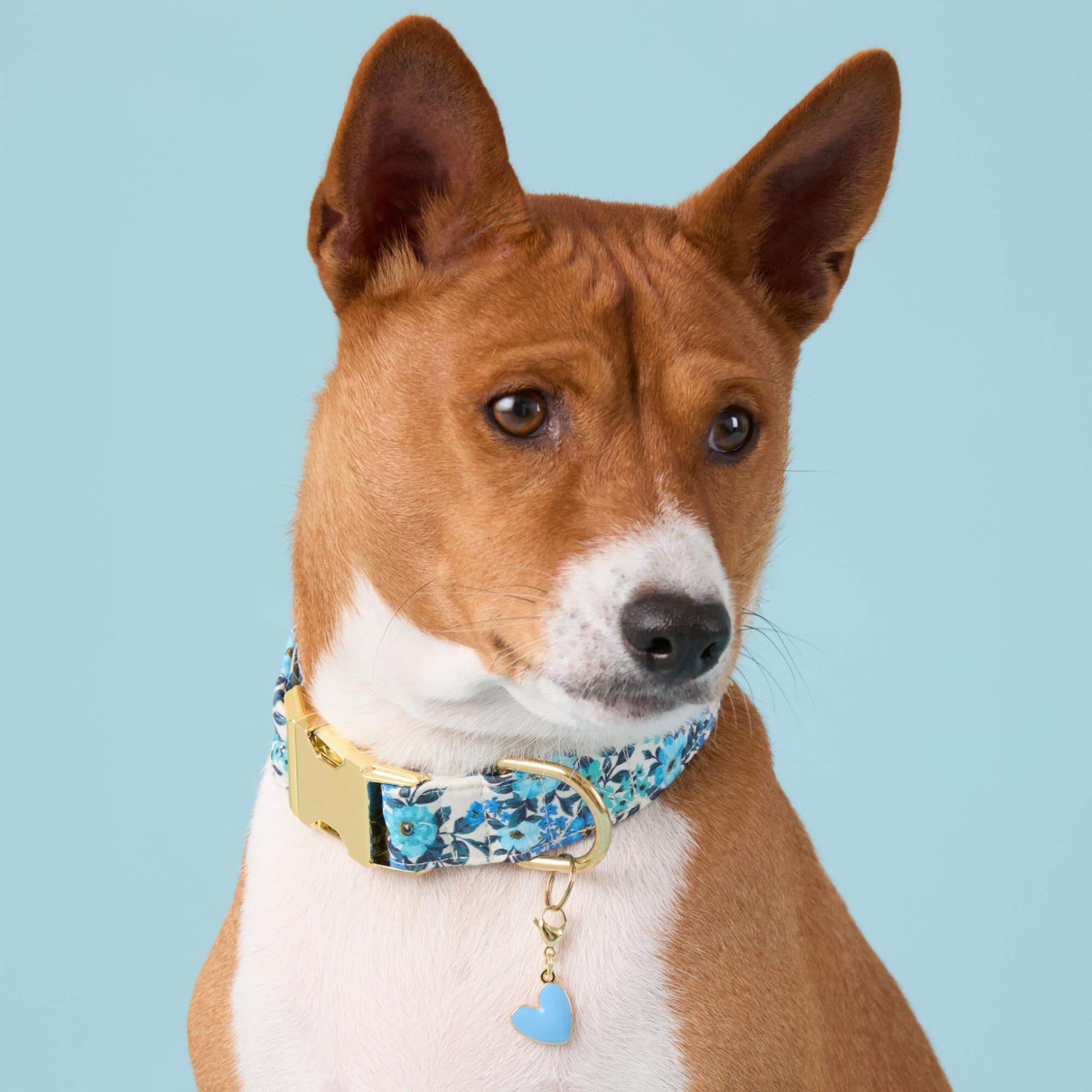 Jardin Dog Collar - Image 4