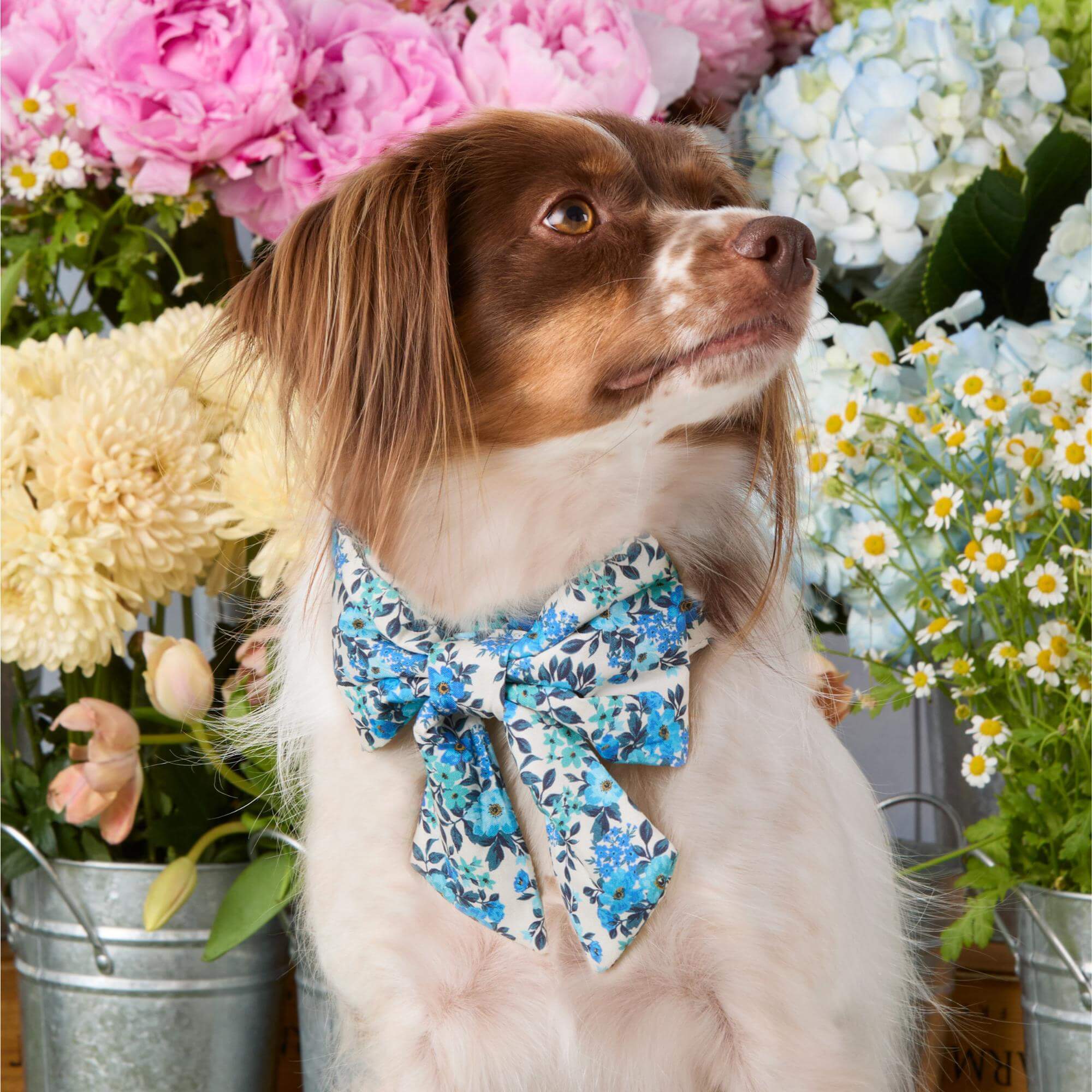 Jardin Lady Bow Collar - Image 4