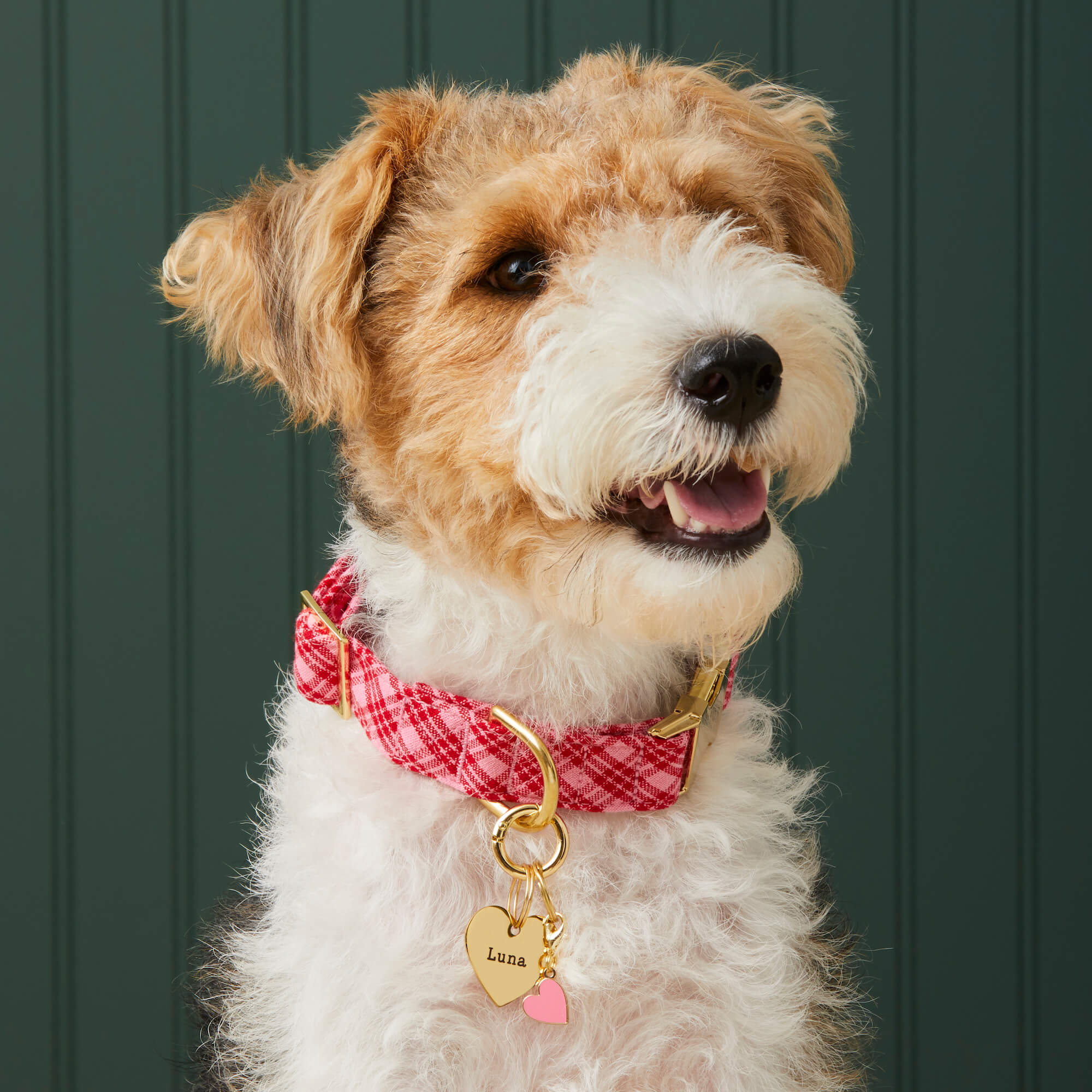 Heather Taylor Home x TFD Katherine Plaid Valentine Dog Collar - Image 4