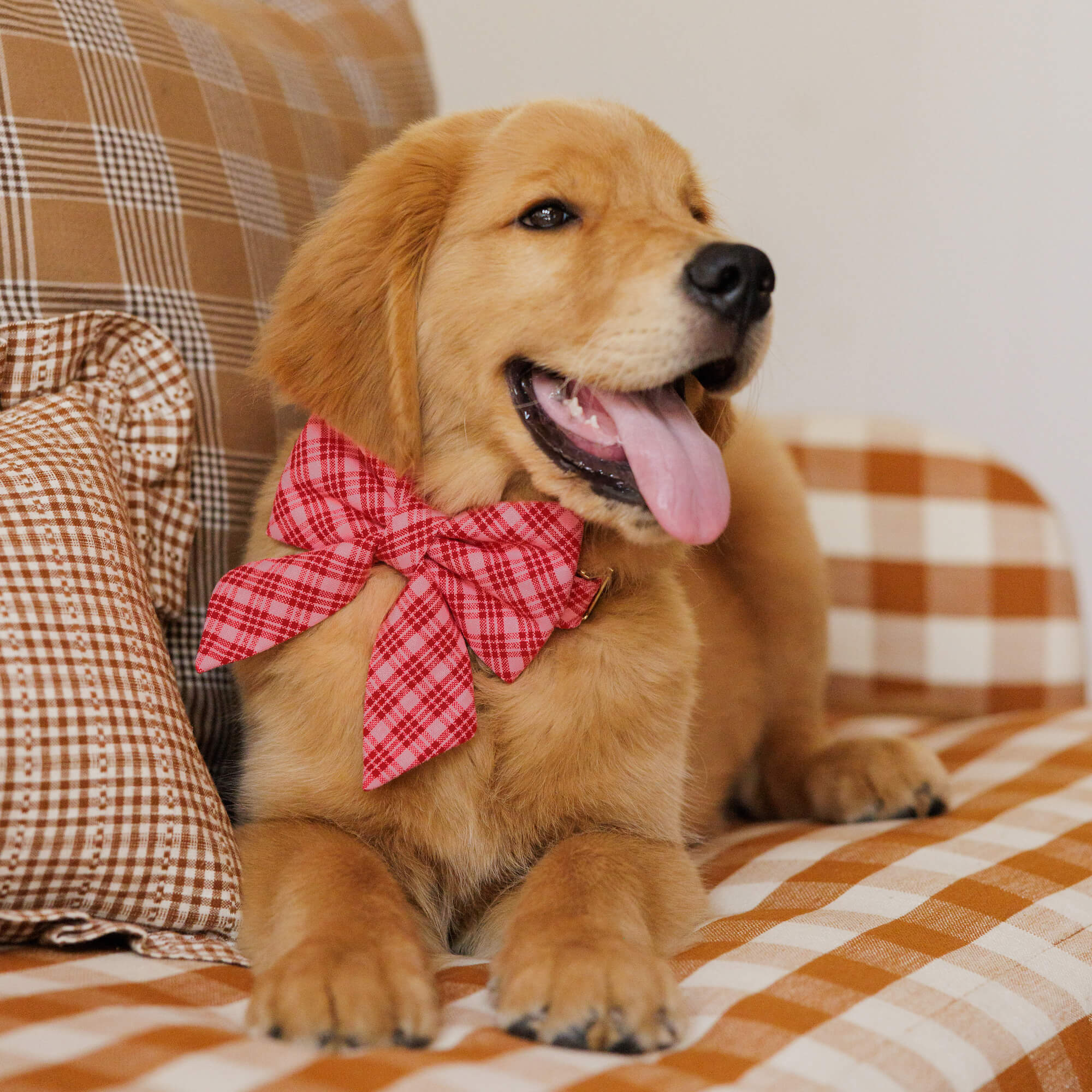 Heather Taylor Home x TFD Katherine Plaid Valentine Lady Bow Collar - Image 4