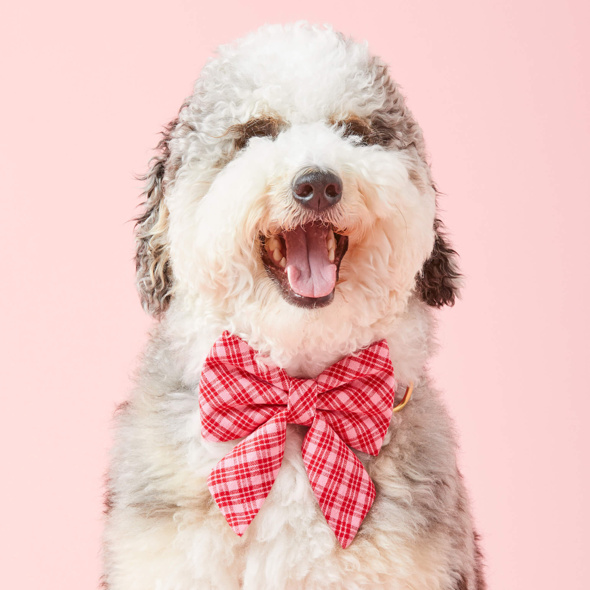 Heather Taylor Home x TFD Katherine Plaid Valentine Lady Bow Collar - Image 5