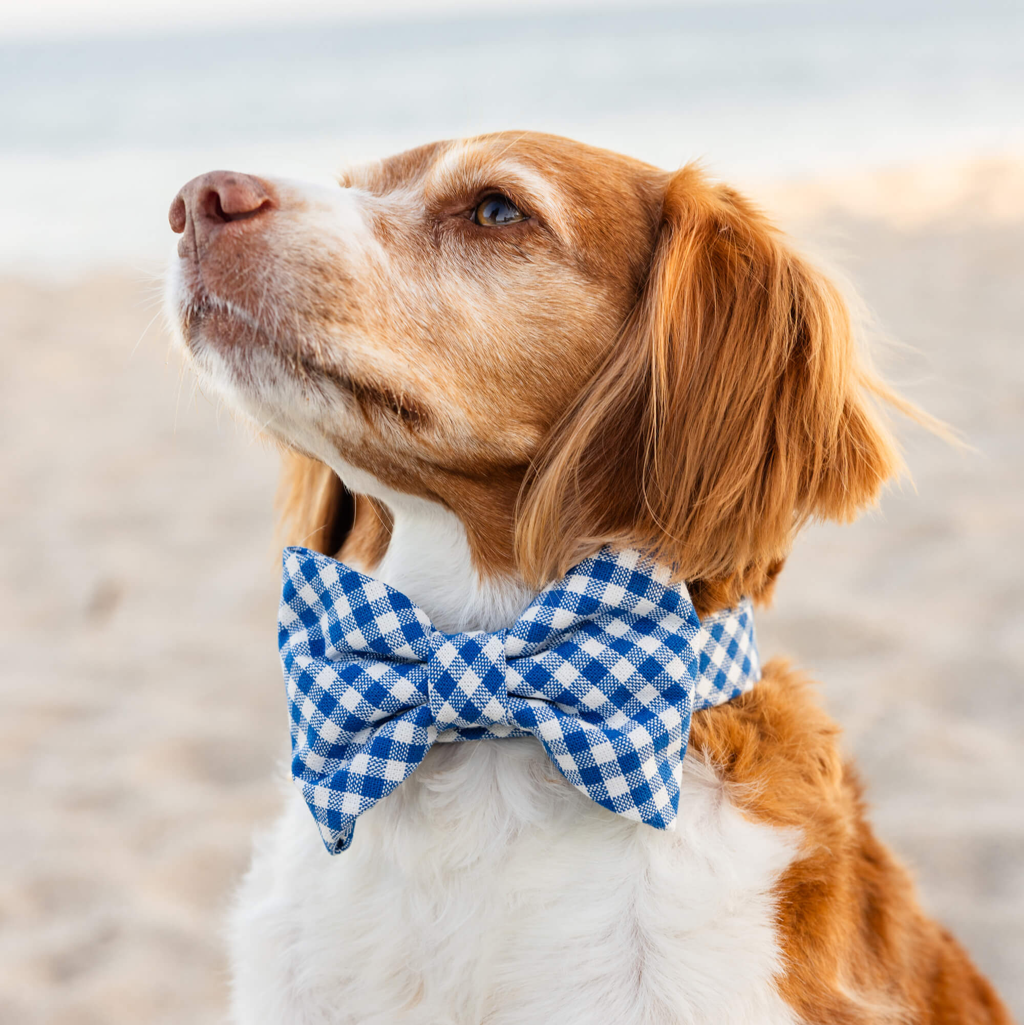 Lake Blue Gingham Dog Bow Tie - Image 3