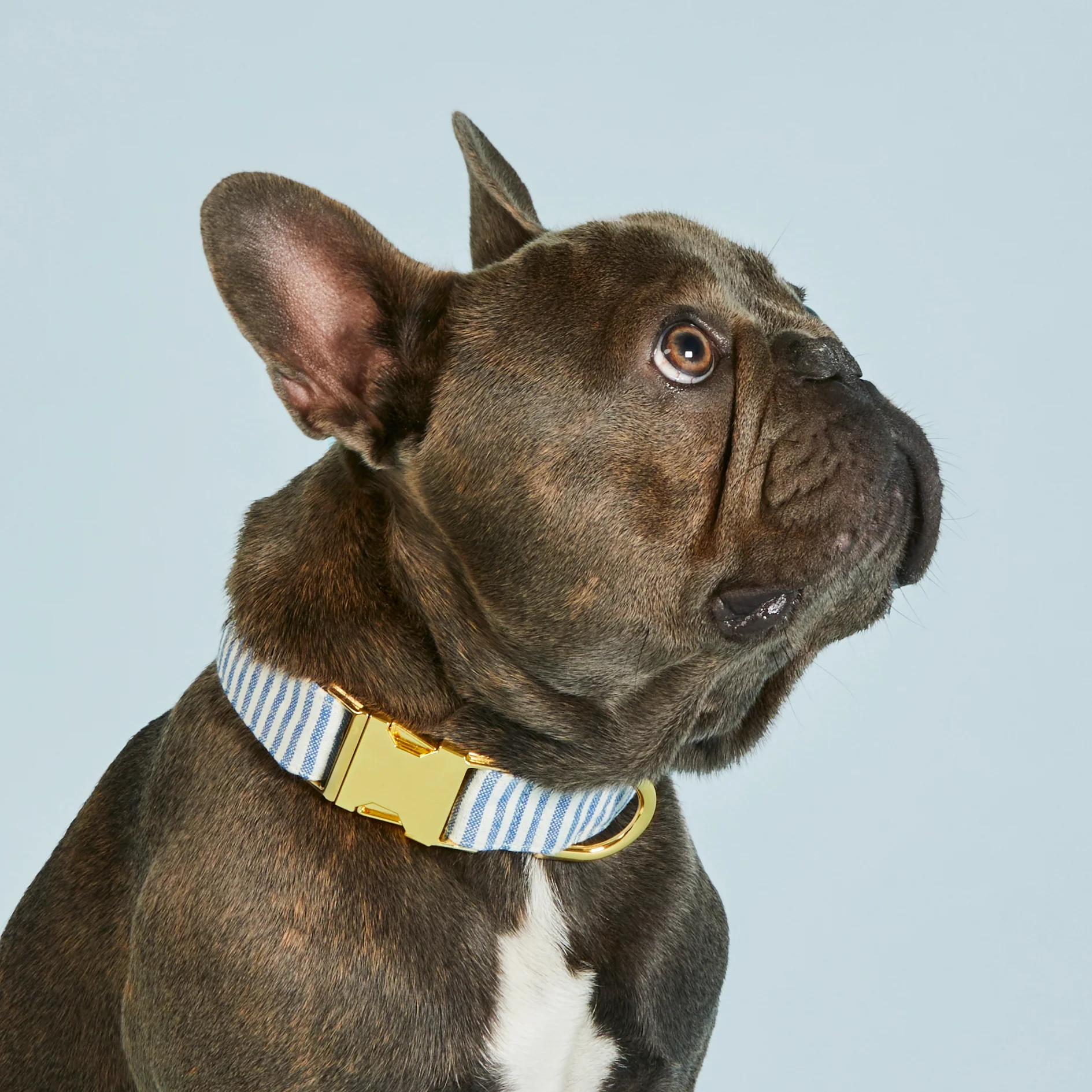 Lake Blue Stripe Collar Walk Set - Image 4