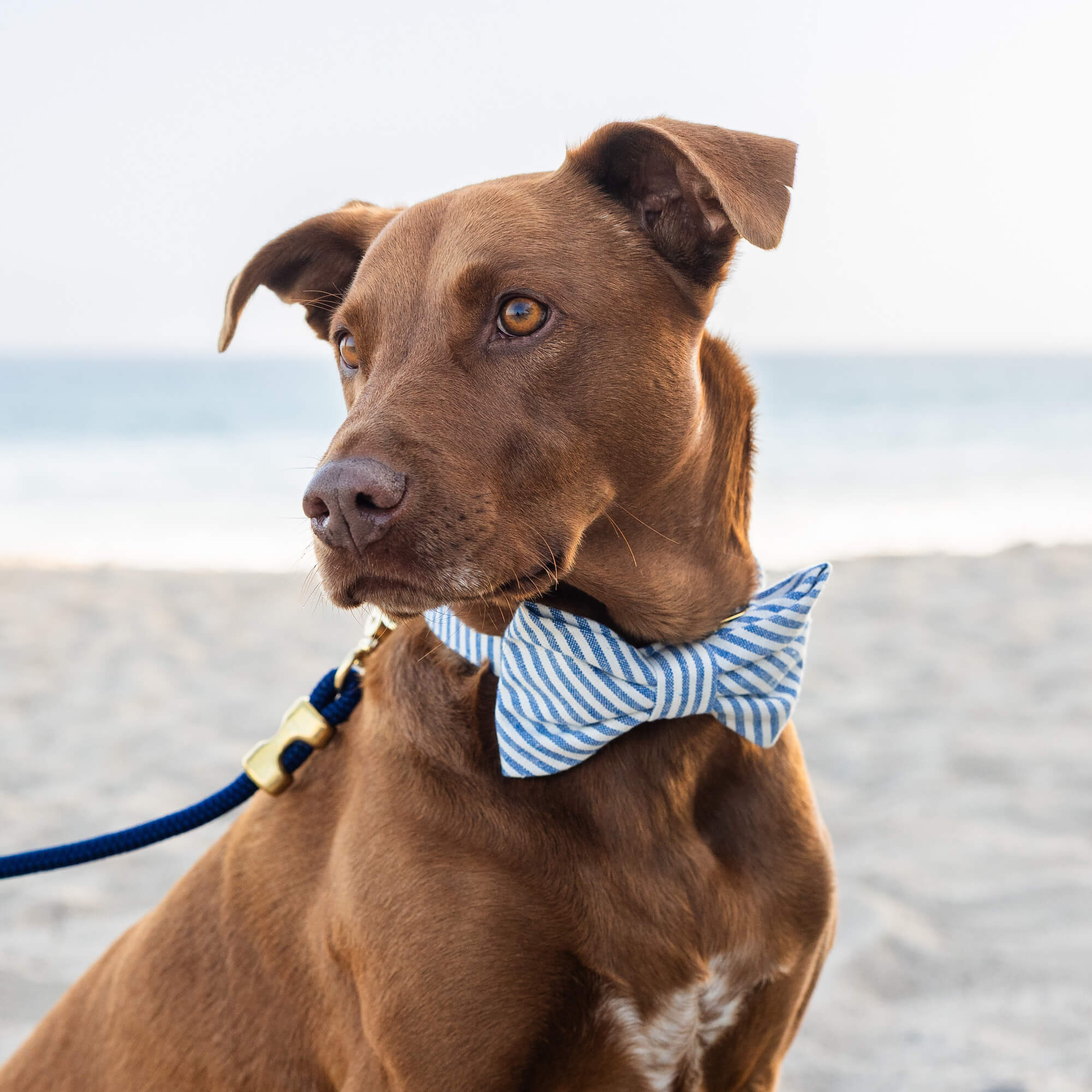 Lake Blue Stripe Dog Bow Tie - Image 3