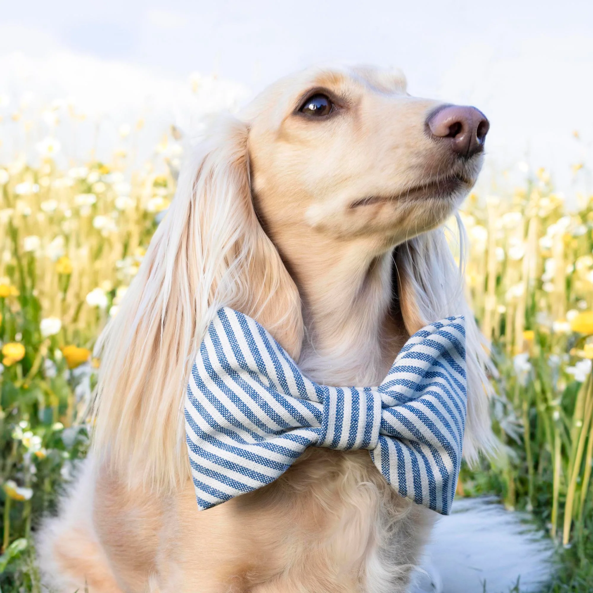 Lake Blue Stripe Dog Bow Tie - Image 4