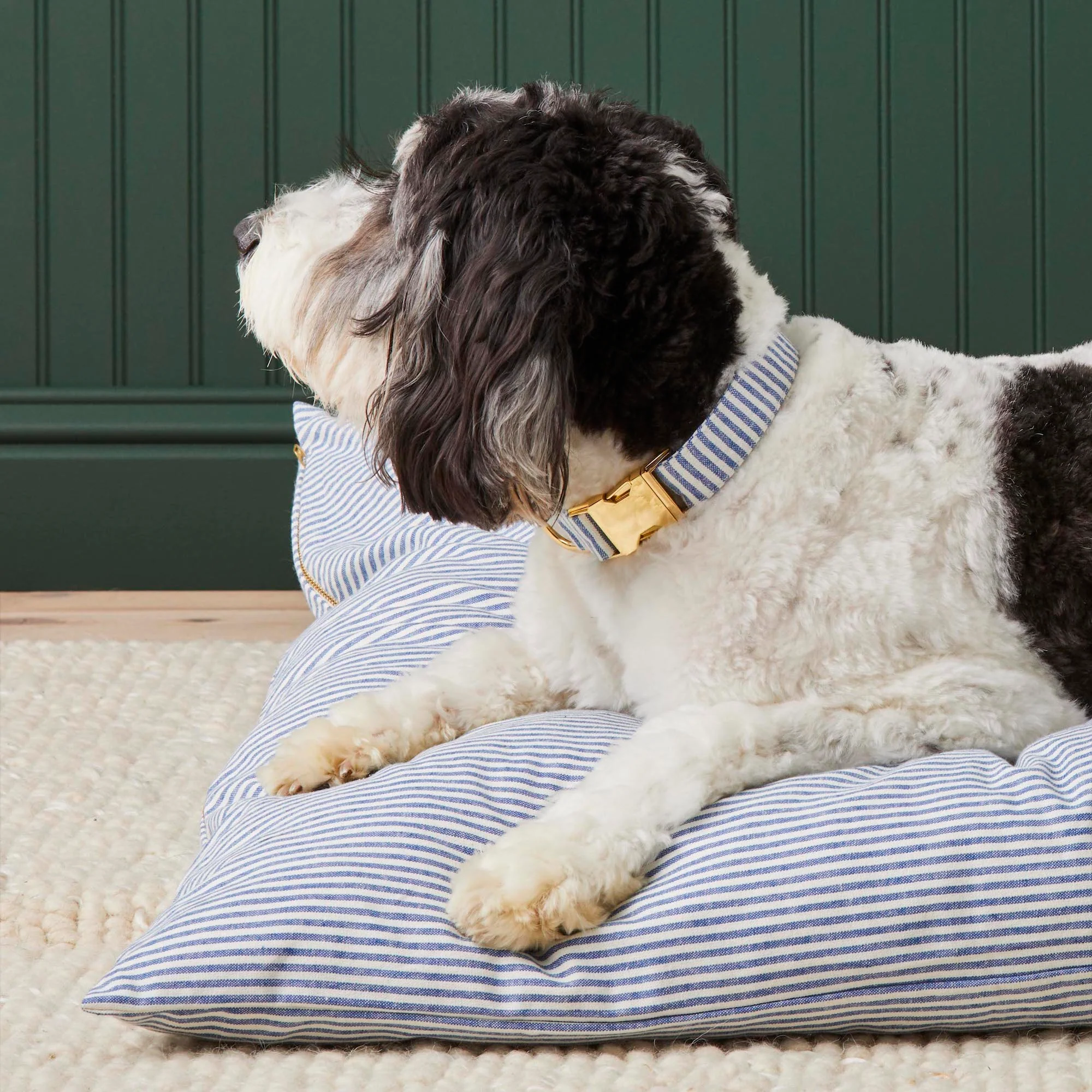 Lake Blue Stripe Dog Collar - Image 6