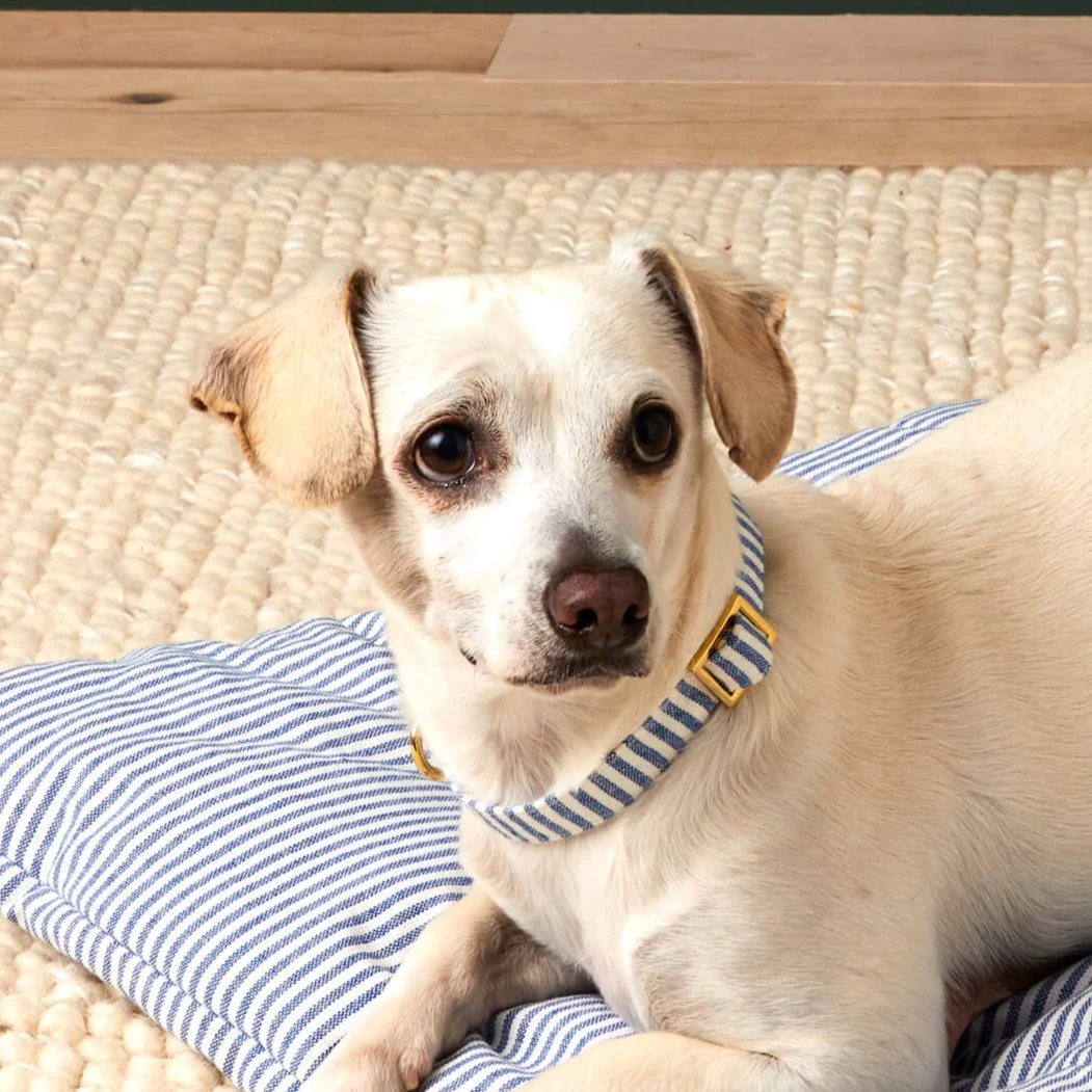 Lake Blue Stripe Dog Collar - Image 7