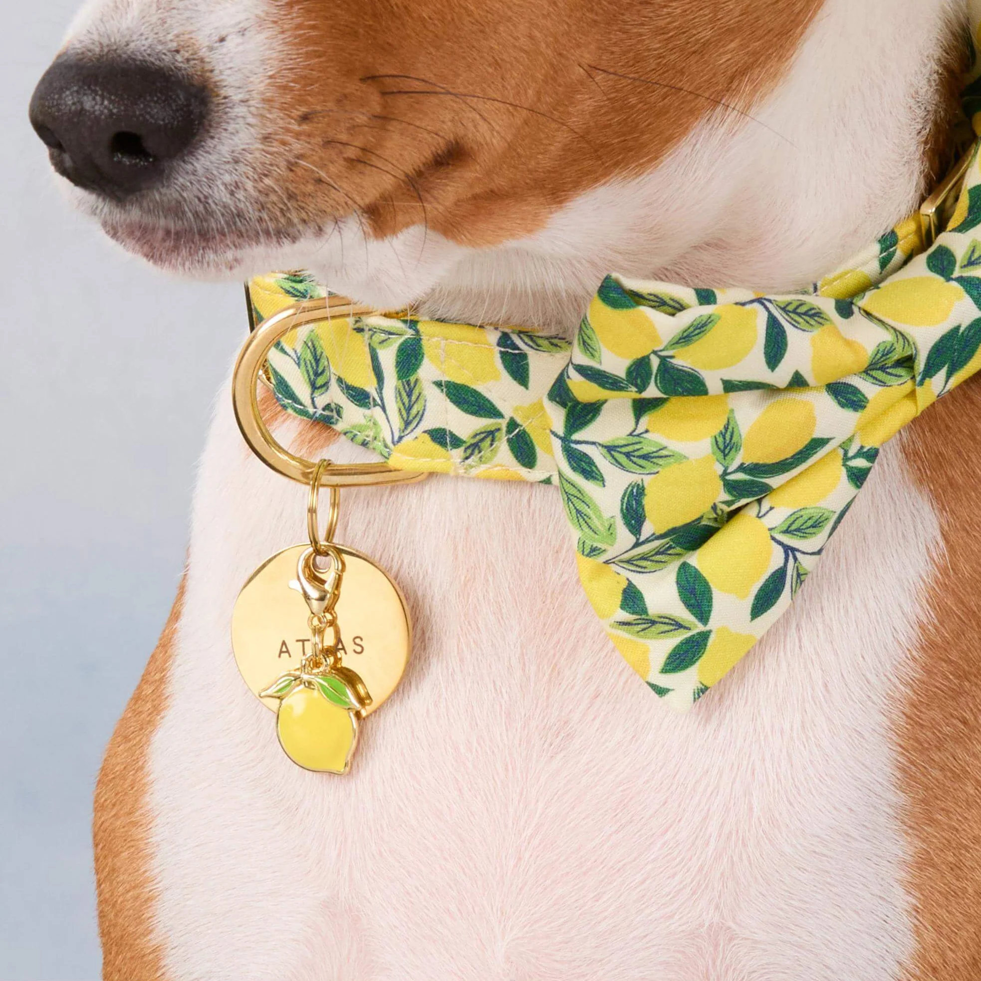 Lemon Zest Bow Tie Collar - Image 4