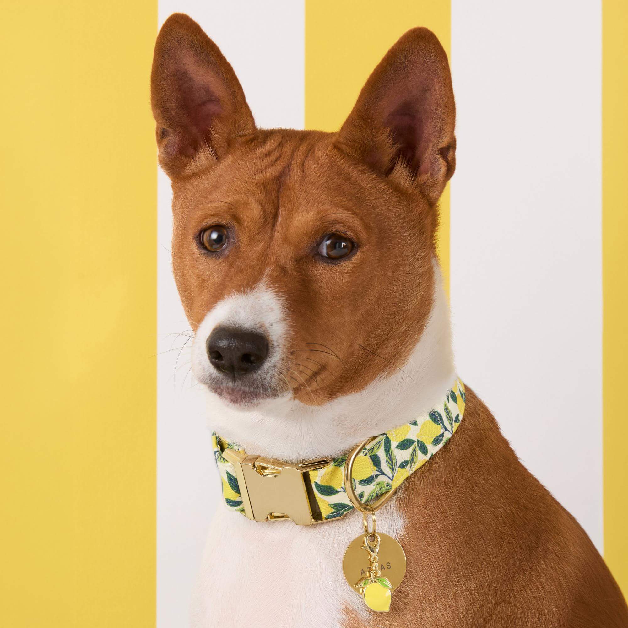 Lemon Zest Dog Collar - Image 5