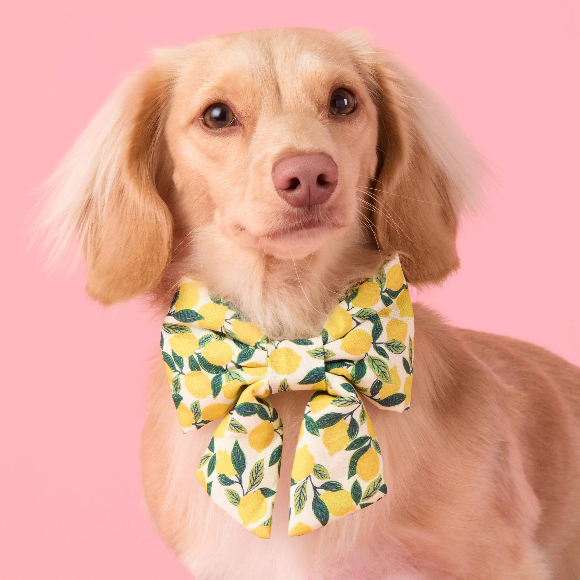 Lemon Zest Lady Bow Collar - Image 4