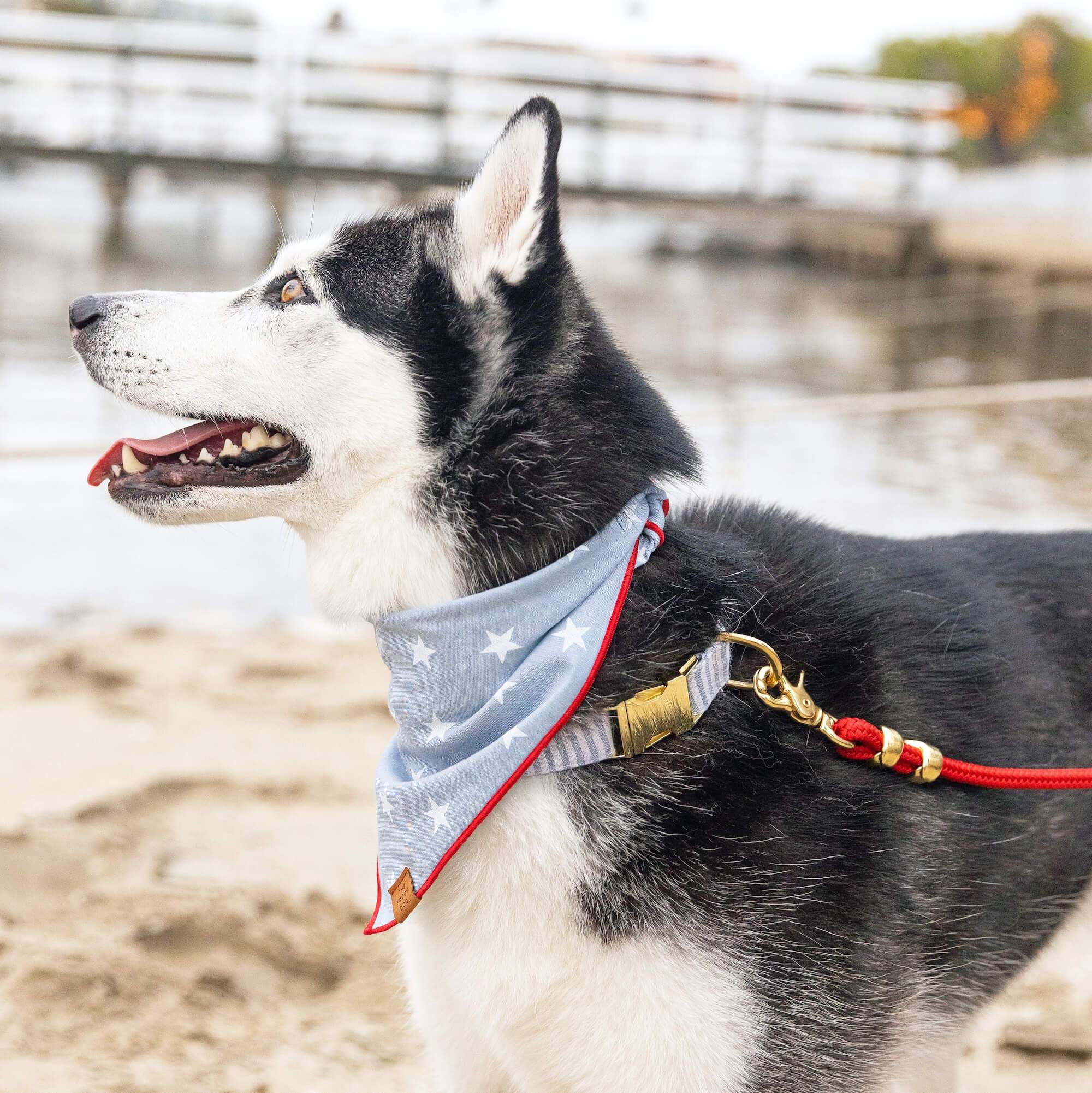 Liberty Dog Bandana - Image 7
