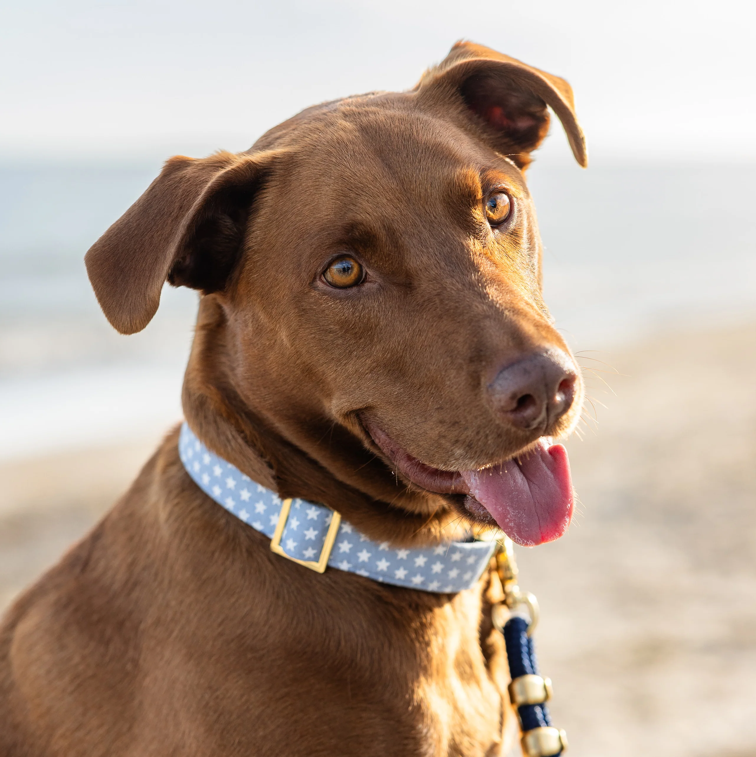 Liberty Dog Collar - Image 4