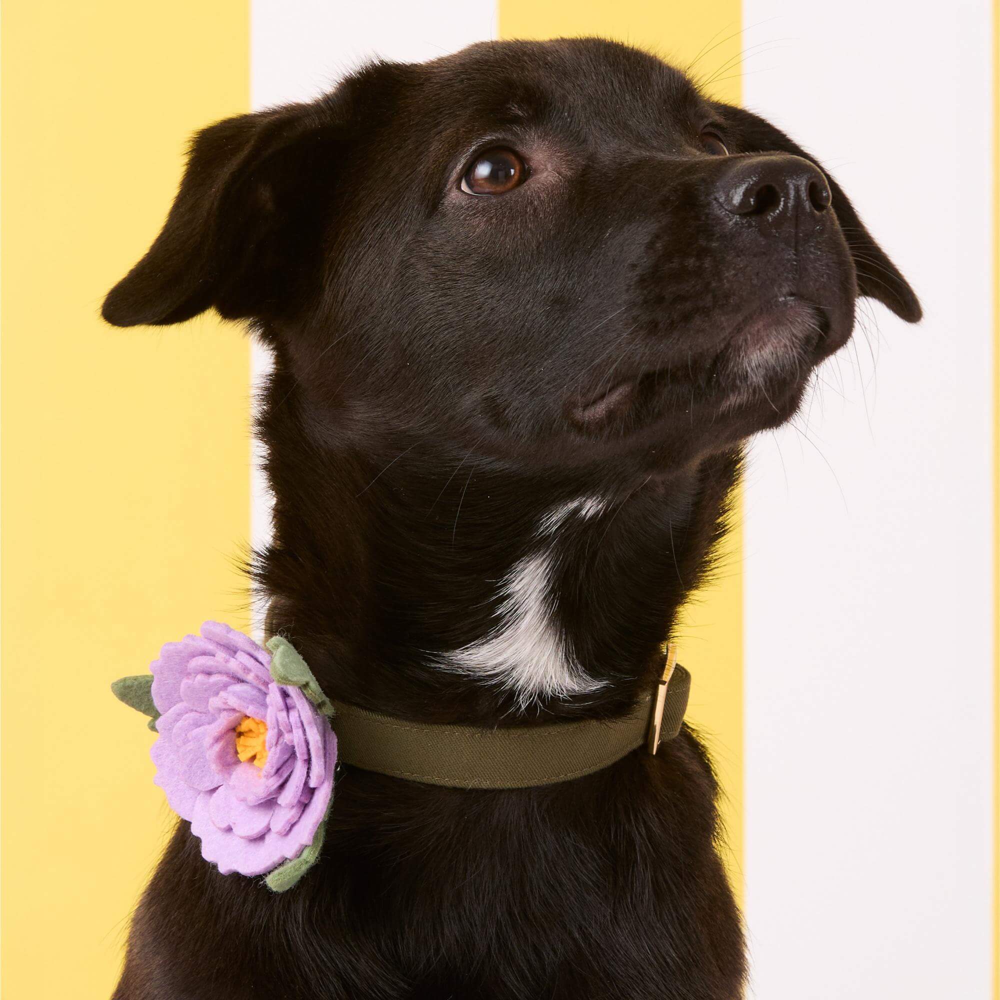 Lilac Peony Dog Collar Flower Set - Image 5