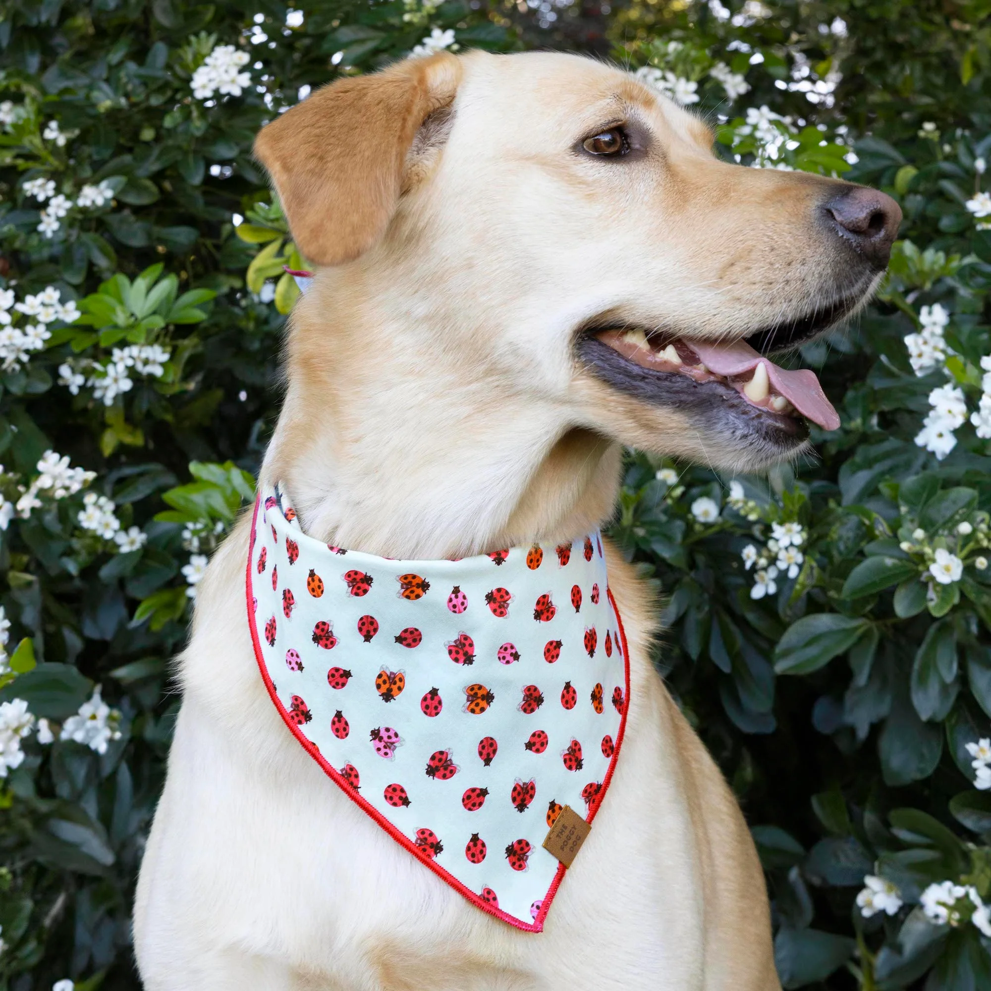 Love Bug Dog Bandana - Image 2