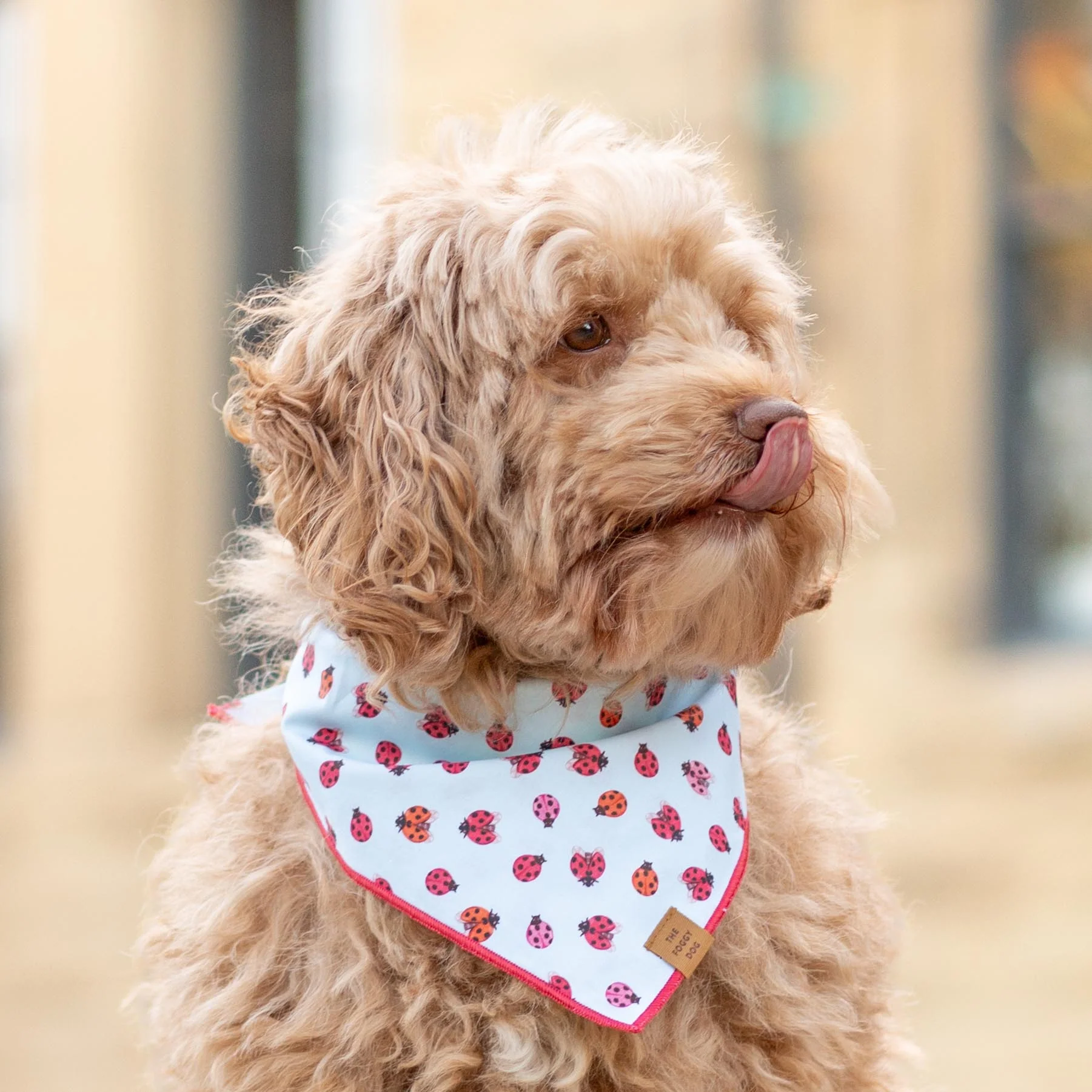 Love Bug Dog Bandana - Image 4