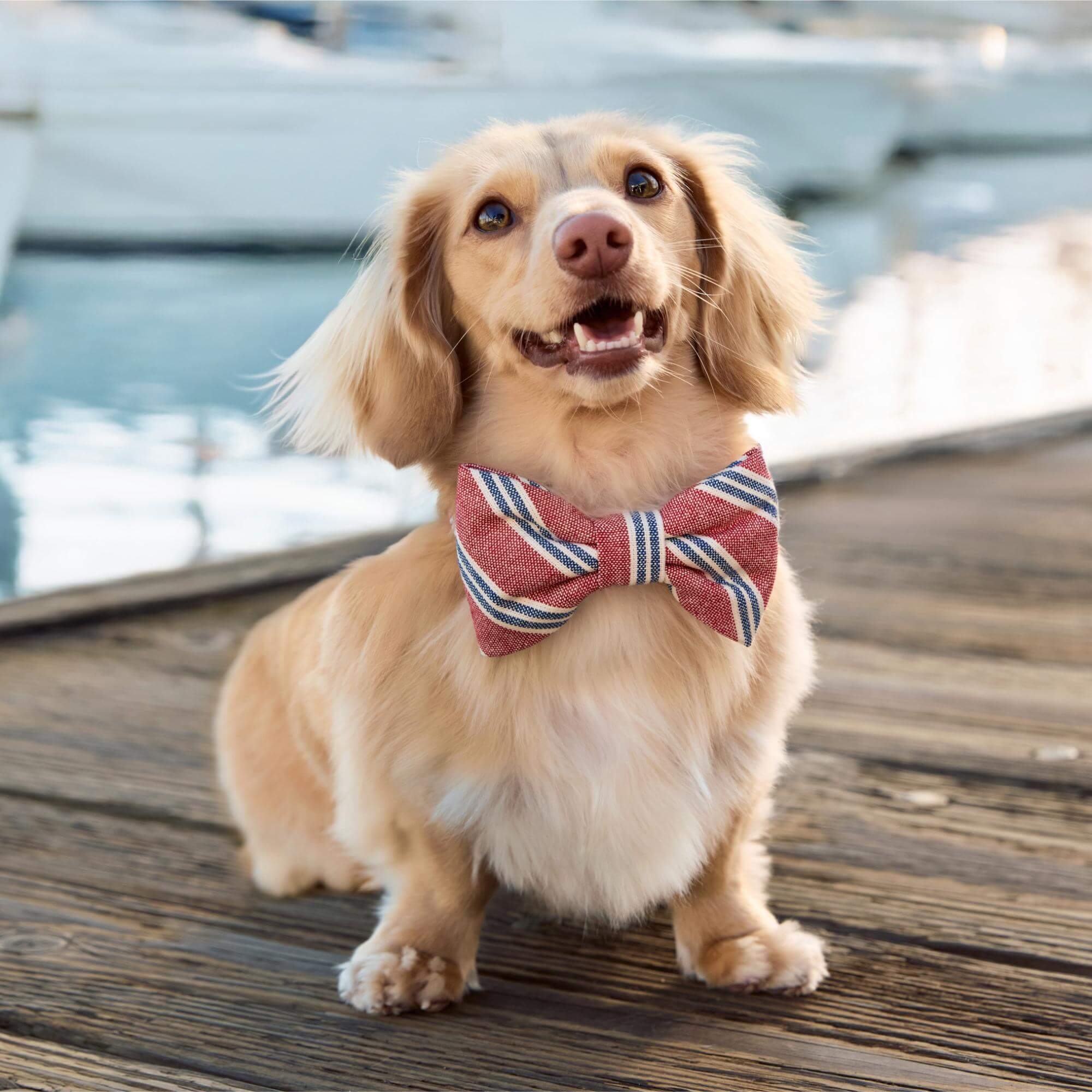 Nantucket Stripe Dog Bow Tie - Image 3