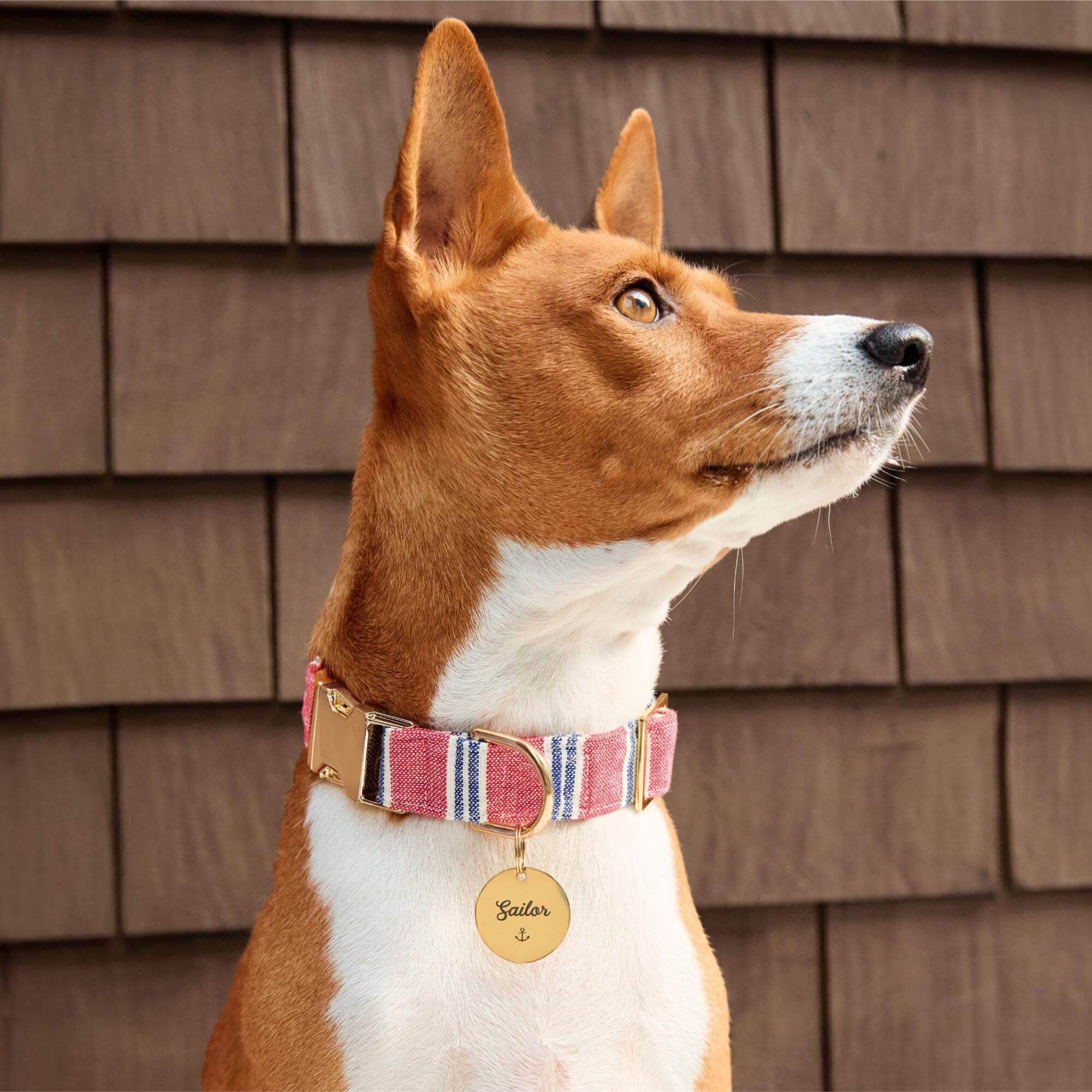 Nantucket Stripe Dog Collar - Image 5