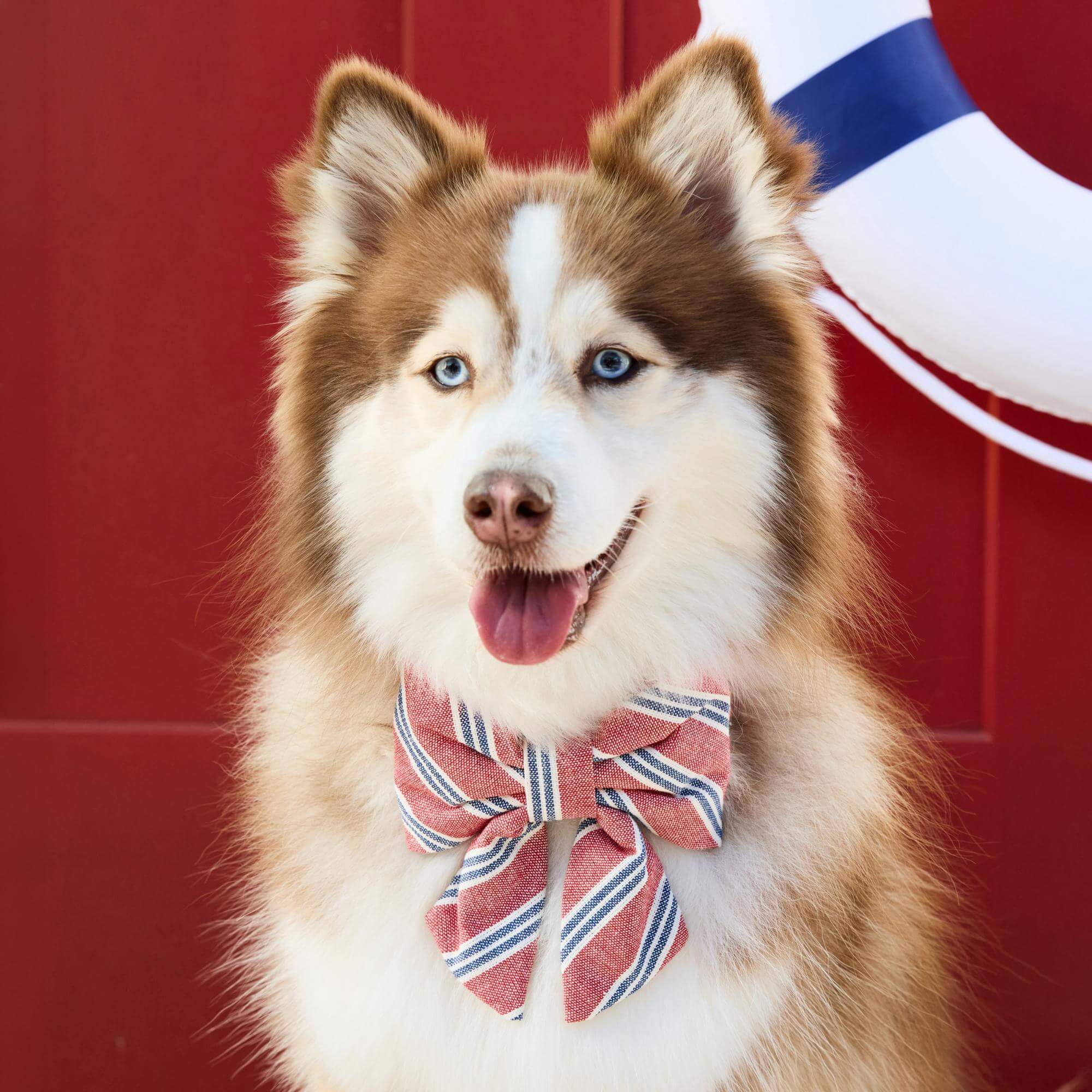 Nantucket Stripe Lady Bow Collar - Image 4