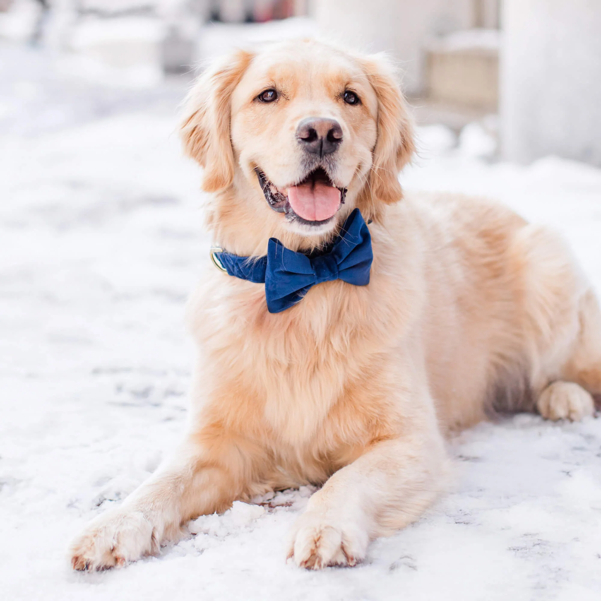 Navy Velvet Dog Bow Tie - Image 3