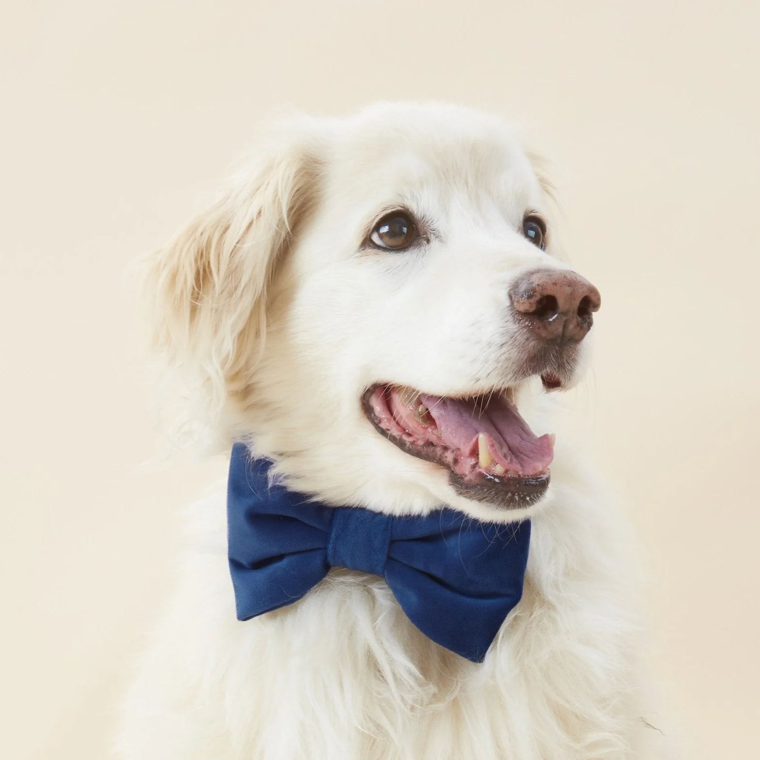 Navy Velvet Dog Bow Tie - Image 4