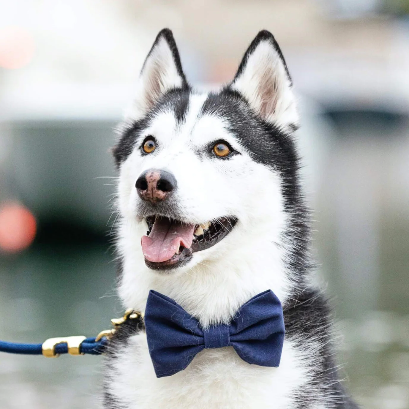 Ocean Dog Bow Tie - Image 5
