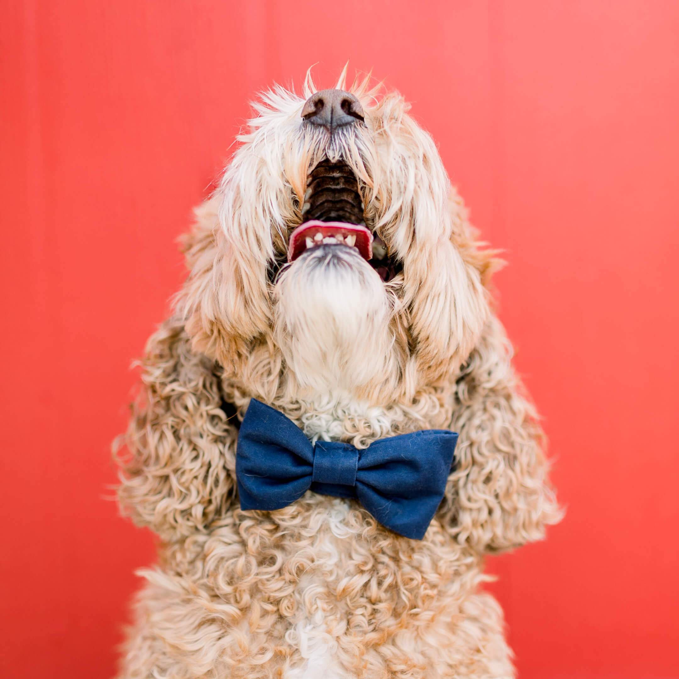 Ocean Dog Bow Tie - Image 6