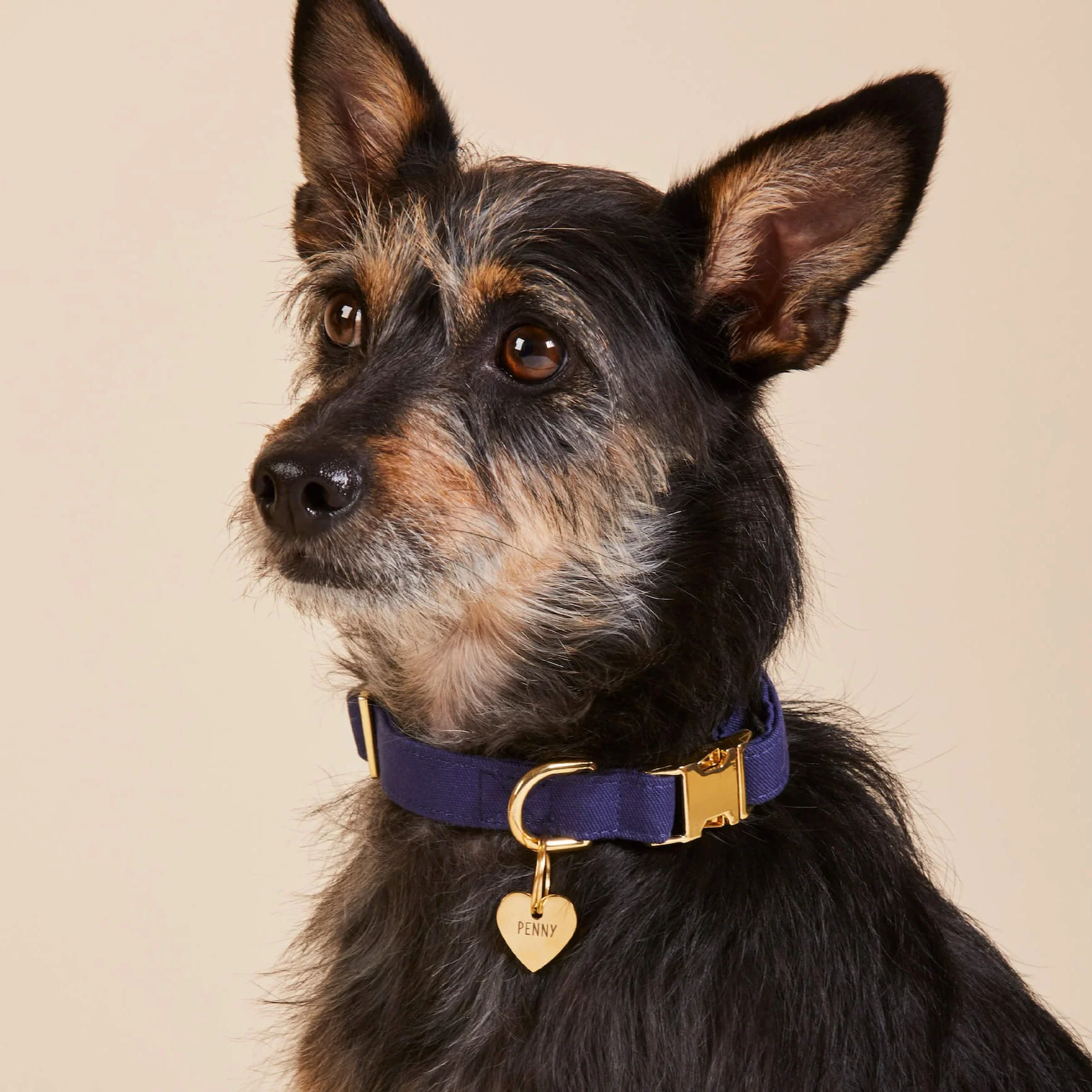 Ocean Dog Collar - Image 5