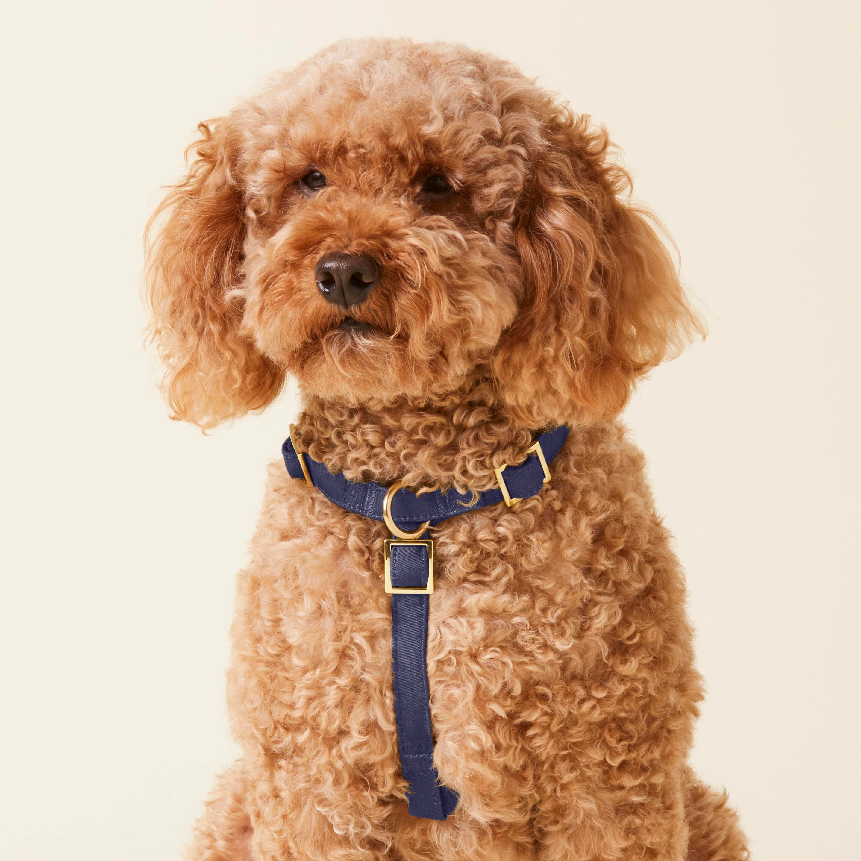 Ocean Dog Harness - Image 4