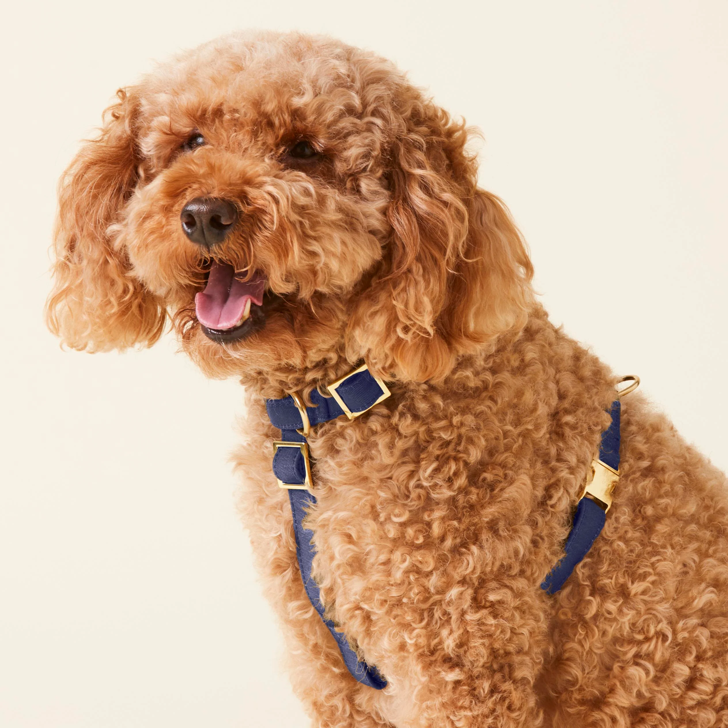 Ocean Dog Harness - Image 5