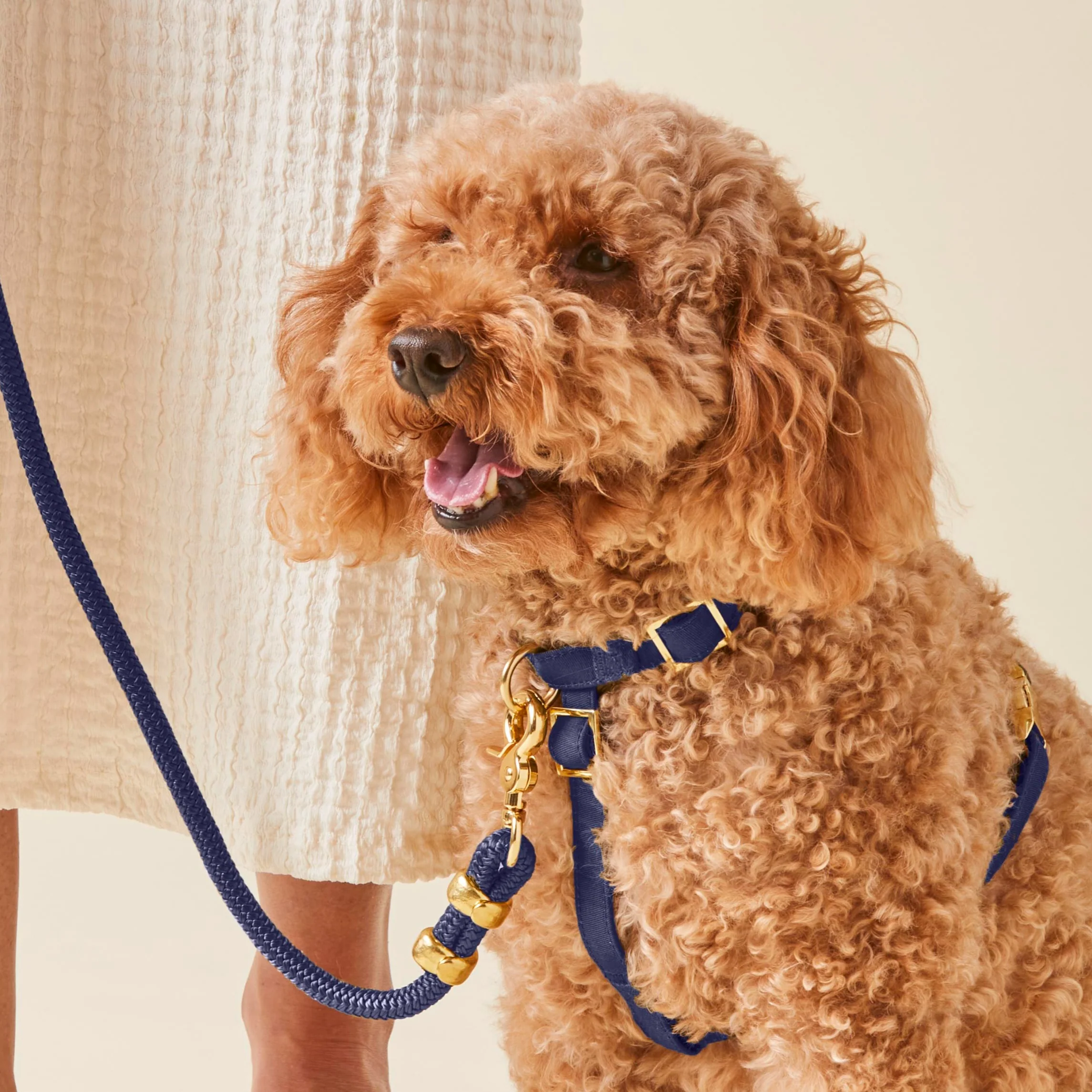 Ocean Dog Harness - Image 8