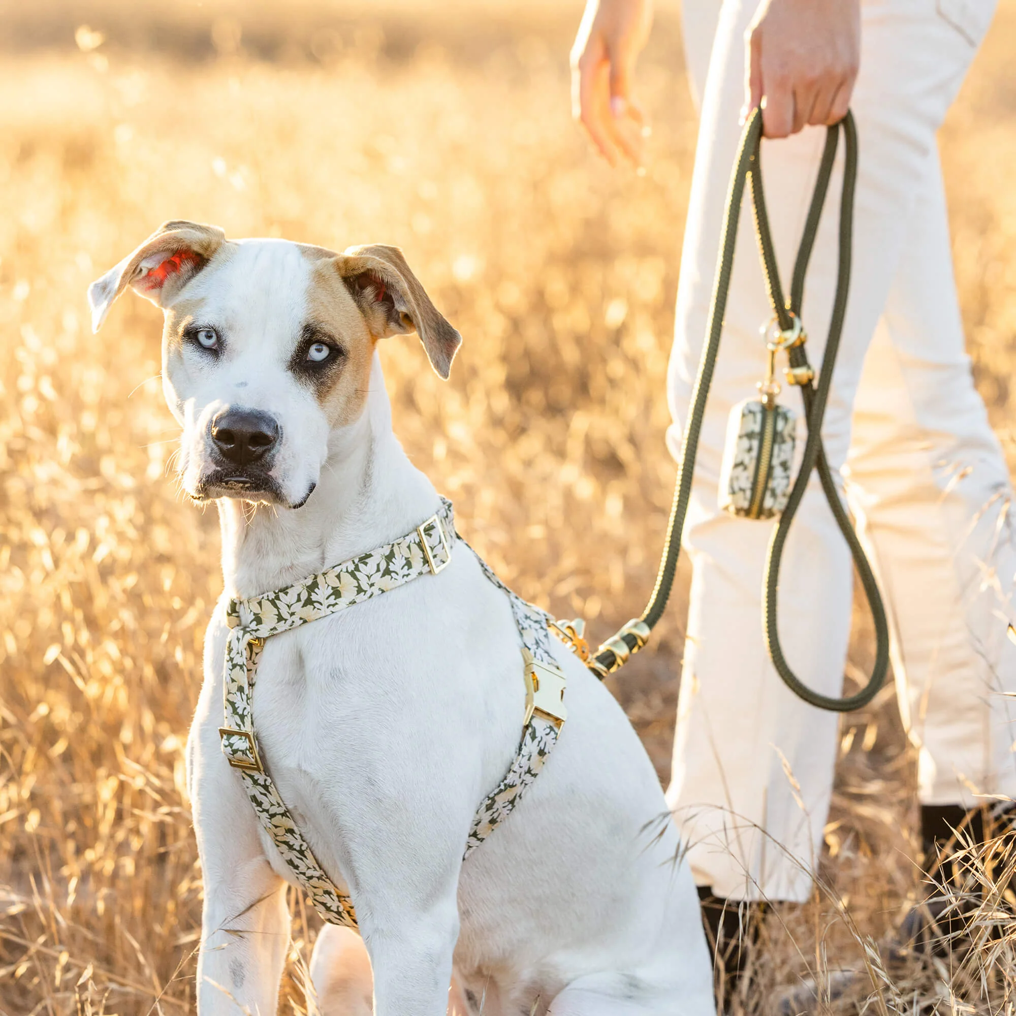 Olive Marine Rope Dog Leash - Image 9