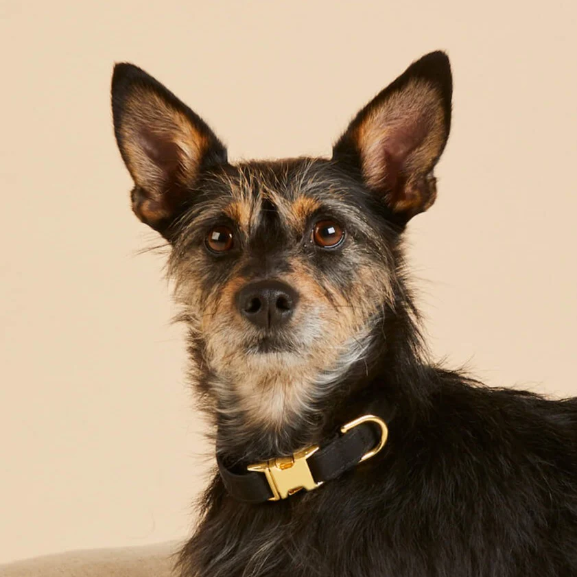 Onyx Dog Collar - Image 5
