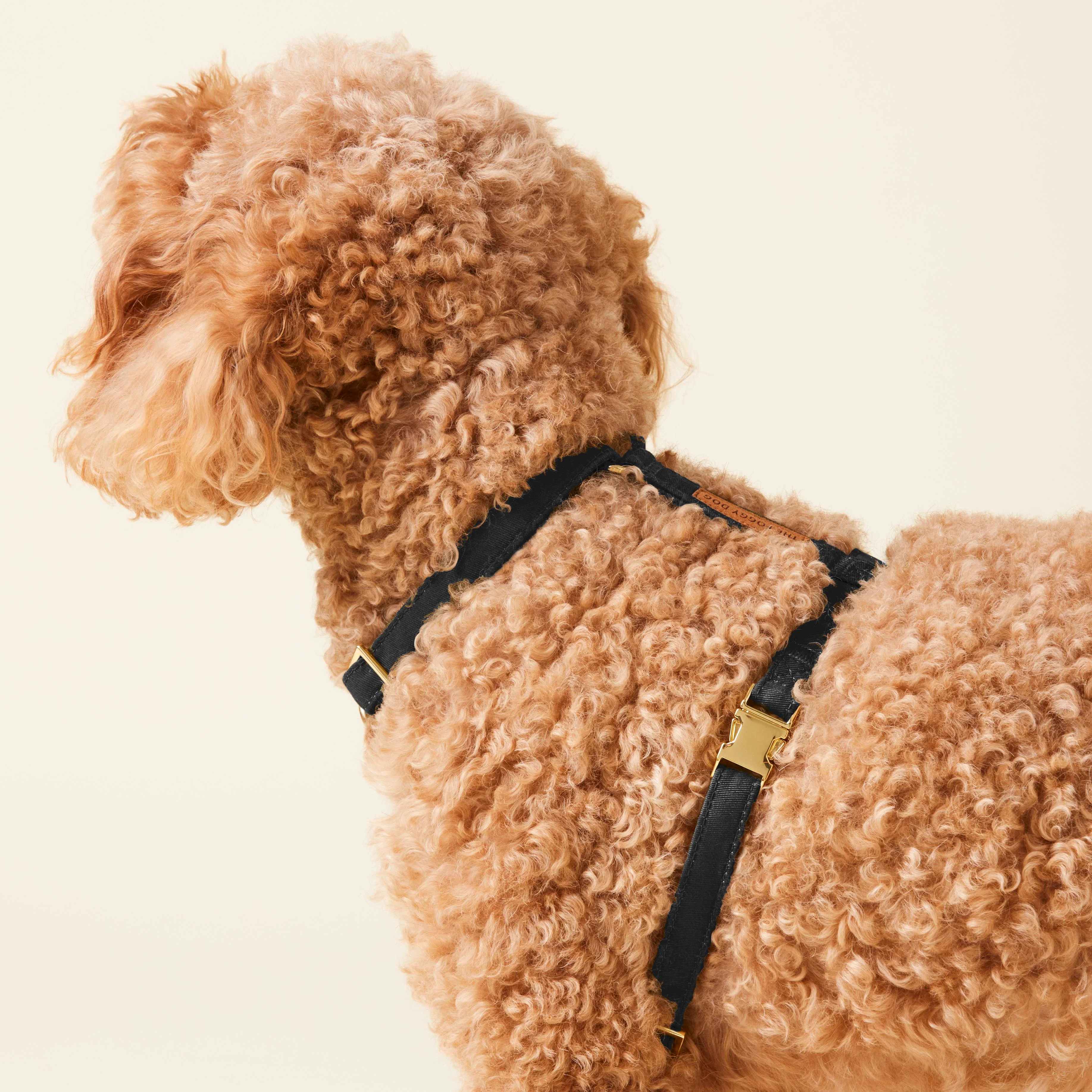 Onyx Dog Harness - Image 11