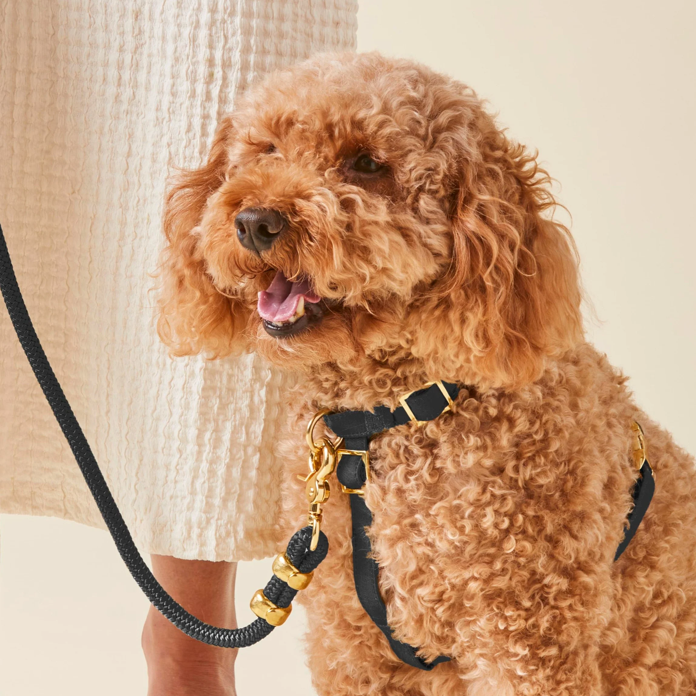 Onyx Dog Harness - Image 8