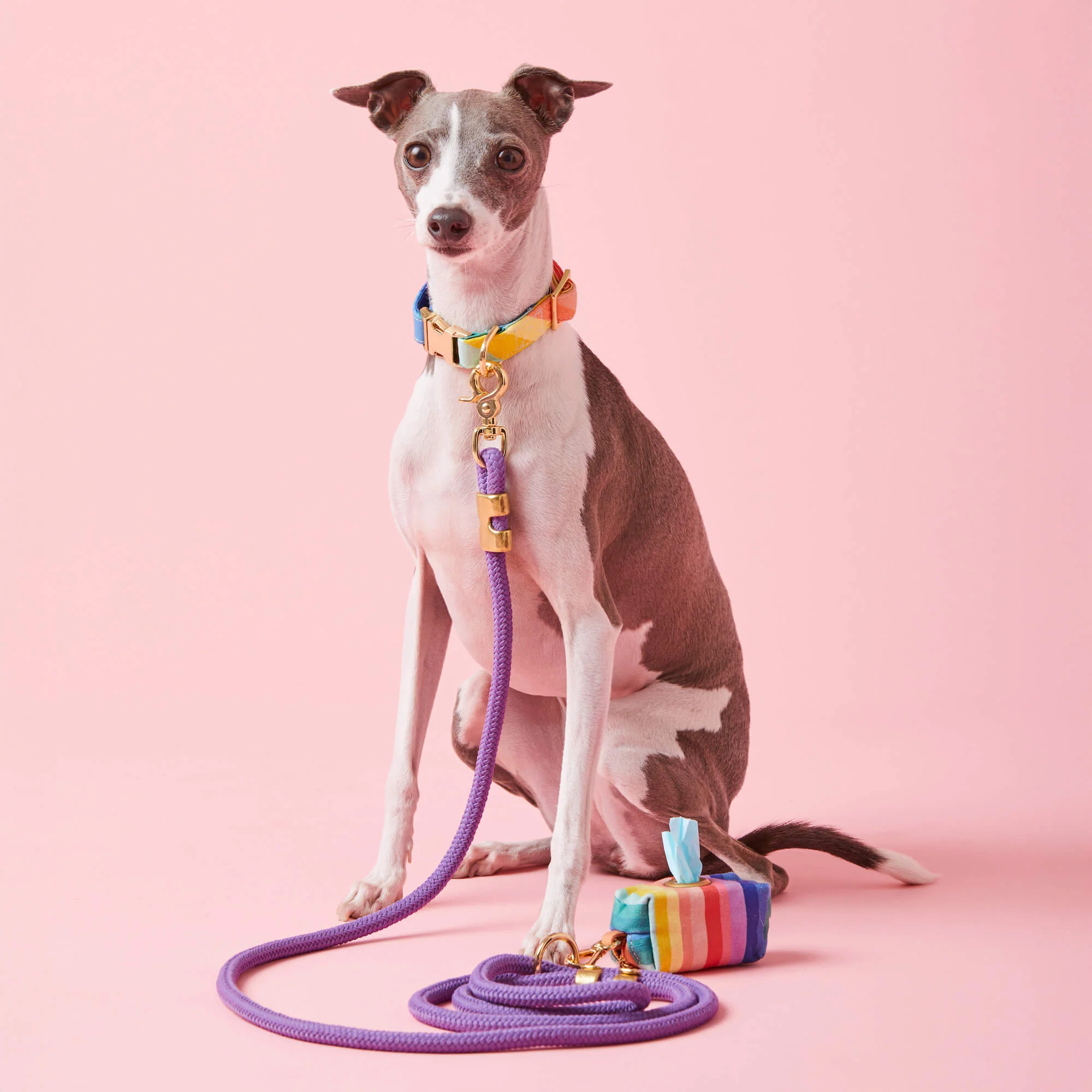 Over the Rainbow Collar Walk Set - Image 4
