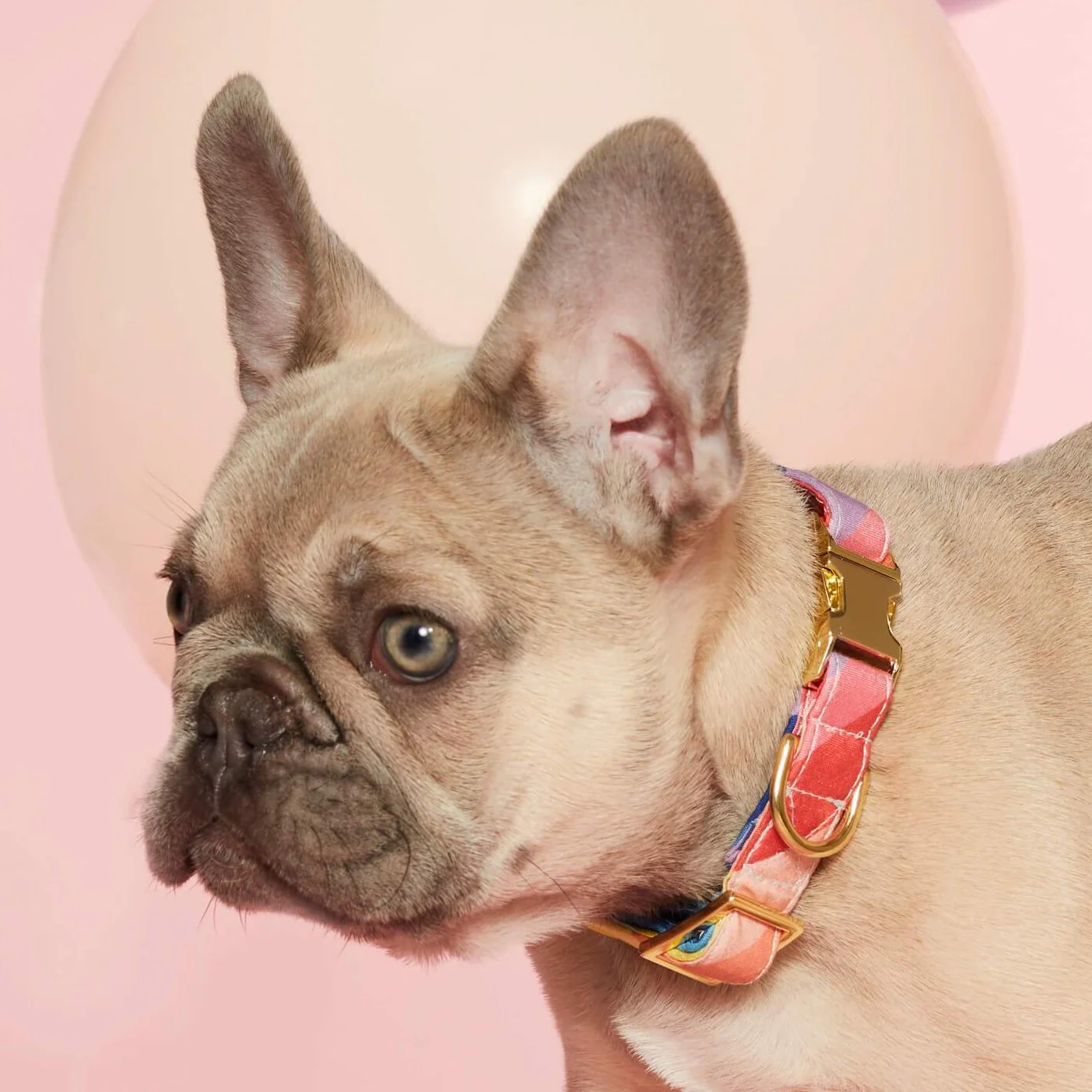 Over the Rainbow Dog Collar - Image 6