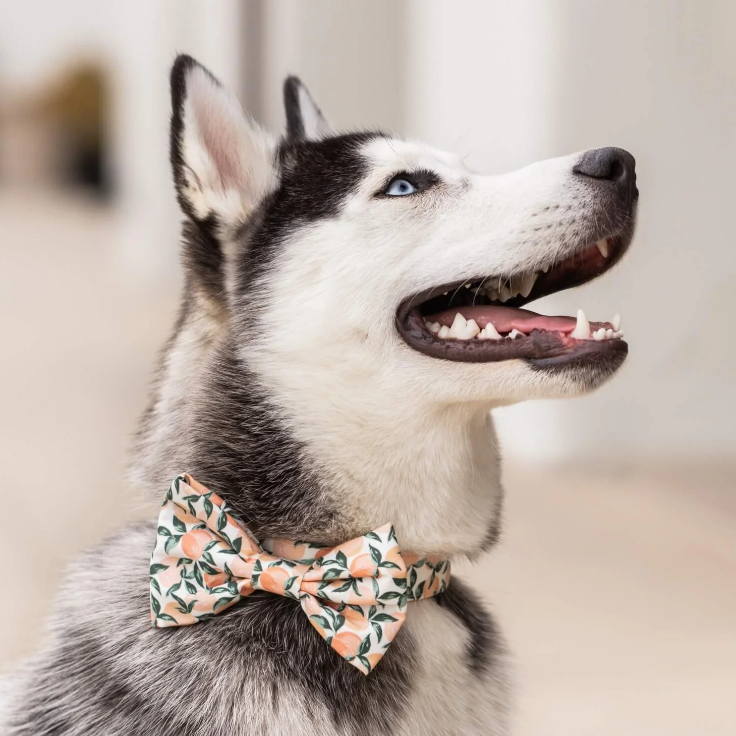 Peaches and Cream Dog Bow Tie - Image 3