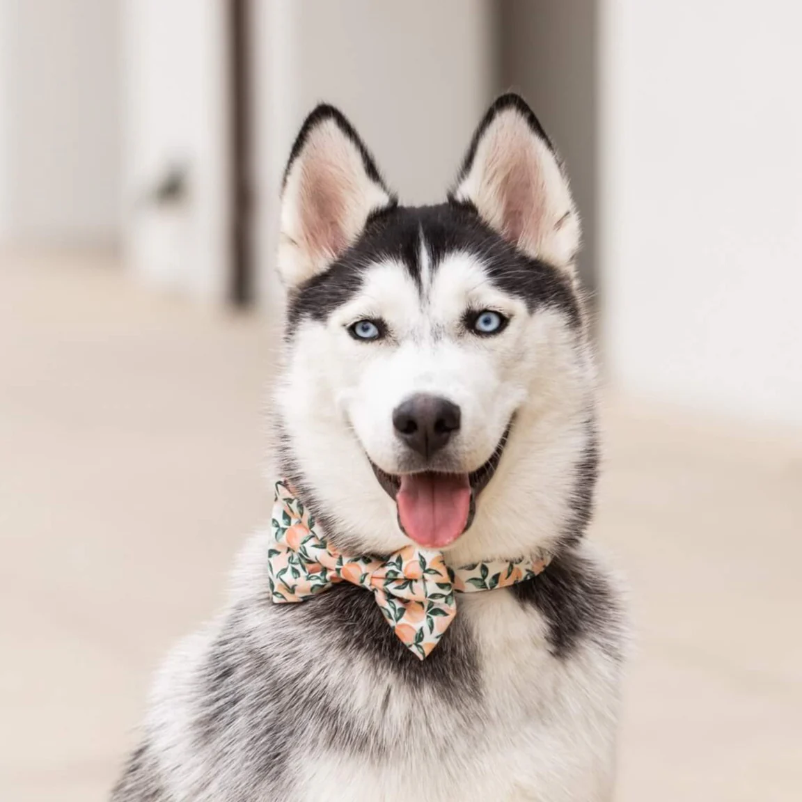 Peaches and Cream Dog Bow Tie - Image 4