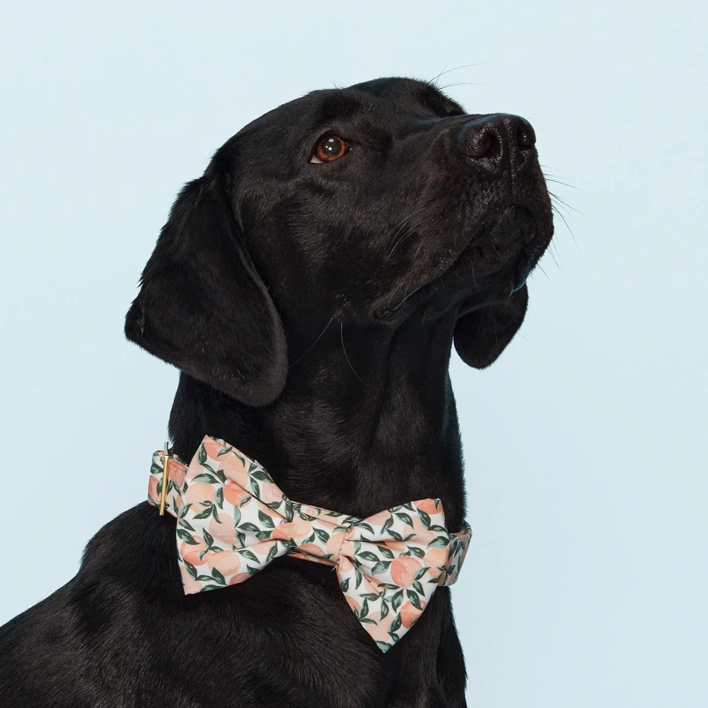 Peaches and Cream Dog Bow Tie - Image 5