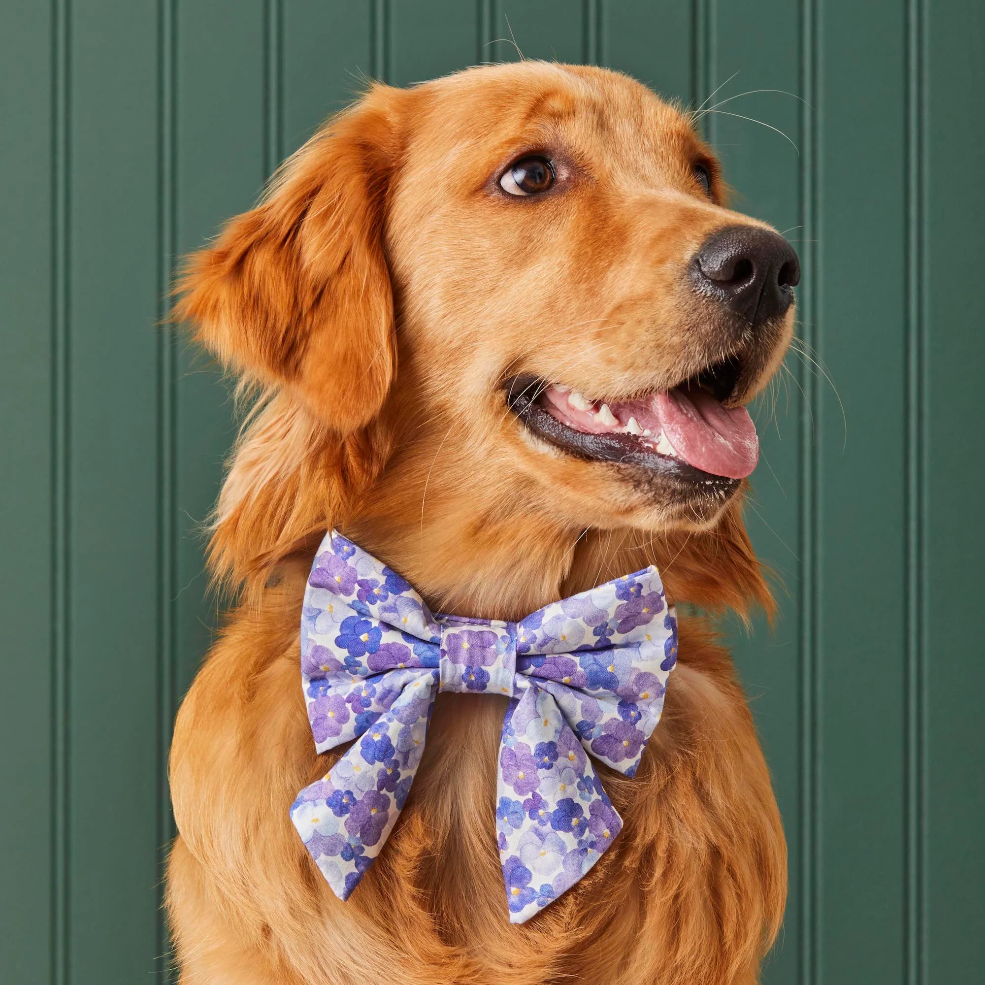 Pressed Pansies Lady Dog Bow - Image 4